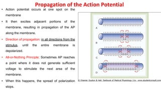 Propagation of the Action Potential
• Action potential occurs at one spot on the
membrane
• It then excites adjacent portions of the
membrane, resulting in propagation of the AP
along the membrane.
• Direction of propagation: in all directions from the
stimulus, until the entire membrane is
depolarized.
• All-or-Nothing Principle: Sometimes AP reaches
a point where it does not generate sufficient
voltage to stimulate the next area of the
membrane.
• When this happens, the spread of polarization
stops.
1
 