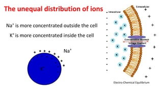 The unequal distribution of ions
Na+
is more concentrated outside the cell
K+
is more concentrated inside the cell
+
+
+ +
+
+
+
-
-
-
- -
-
- +
Na+
K+
Electro-Chemical Equilibrium
 