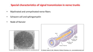 Special characteristics of signal transmission in nerve trunks
• Myelinated and unmyelinated nerve fibers
• Schwann cell and sphingomyelin
• Node of Ranvier
 