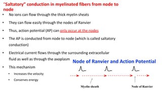“Saltatory” conduction in myelinated fibers from node to
node
• No ions can flow through the thick myelin sheats
• They can flow easily through the nodes of Ranvier
• Thus, action potential (AP) can only occur at the nodes
• The AP is conducted from node to node (which is called saltatory
conduction)
• Electrical current flows through the surrounding extracellular
fluid as well as through the axoplasm
• This mechanism
• Increases the velocity
• Conserves energy
Node of Ranvier and Action Potential
Node of Ranvier
Myelin sheath
 