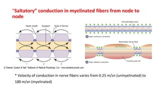 “Saltatory” conduction in myelinated fibers from node to
node
* Velocity of conduction in nerve fibers varies from 0.25 m/sn (unmyelinated) to
100 m/sn (myelinated)
 