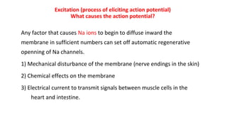 Excitation (process of eliciting action potential)
What causes the action potential?
Any factor that causes Na ions to begin to diffuse inward the
membrane in sufficient numbers can set off automatic regenerative
openning of Na channels.
1) Mechanical disturbance of the membrane (nerve endings in the skin)
2) Chemical effects on the membrane
3) Electrical current to transmit signals between muscle cells in the
heart and intestine.
 