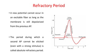Refractory Period
• A new potential cannot occur in
an excitable fiber as long as the
membrane is still depolarized
from the previous AP.
• The period during which a
second AP cannot be elicited
(even with a strong stimulus) is
called absolute refractory period.
 