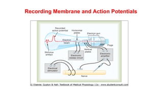 Recording Membrane and Action Potentials
 