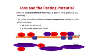 Ions and the Resting Potential
• Ions are electrically-charged molecules e.g. sodium (Na+
), potassium (K+
),
chloride (Cl-
).
• The resting potential exists because ions are concentrated on different sides
of the membrane.
• Na+
and Cl-
outside the cell.
• K+
and organic anions inside the cell.
inside
outside
Na+
Cl-
Na+
K+
Cl-
K+
Organic anions
(-)
Na+
Na+
Organic anions
(-) Organic anions
(-)
 