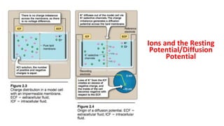Ions and the Resting
Potential/Diffusion
Potential
 
