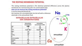 Na
Na
K
K
Ca
Ca
INTRACELLULAR-EXTRACELLULAR
ION CONCENTRATIONS
intracellular
extracellular
3 Na
2 K
ATP
Extracellular
concentration
(mM)
Intracellular
concentration (mM)
THE RESTING MEMBRANE POTENTIAL
The resting membrane potential is the electrical potential difference across the plasma
membrane of a normal living cell in its unstimulated state.
How can we measure the resting membrane potential?
It can be measured directly by
the insertion of a microelectrode into the cell with a reference
electrode in the extracellular fluid.
 