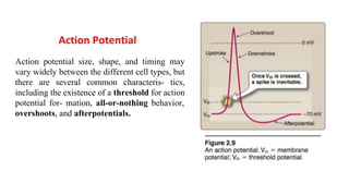 Action potential size, shape, and timing may
vary widely between the different cell types, but
there are several common characteris- tics,
including the existence of a threshold for action
potential for- mation, all-or-nothing behavior,
overshoots, and afterpotentials.
Action Potential
 