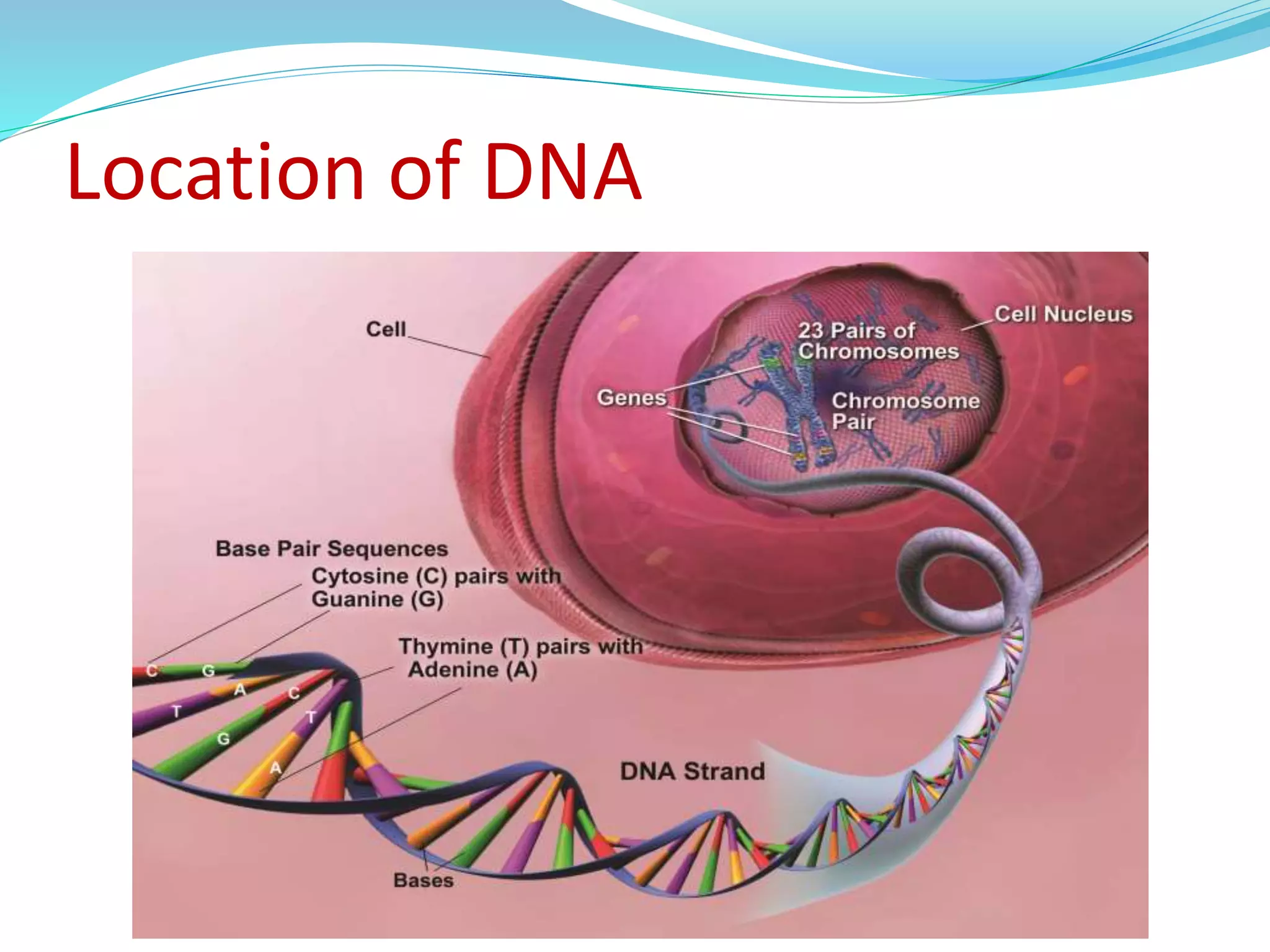 Location of DNA
 