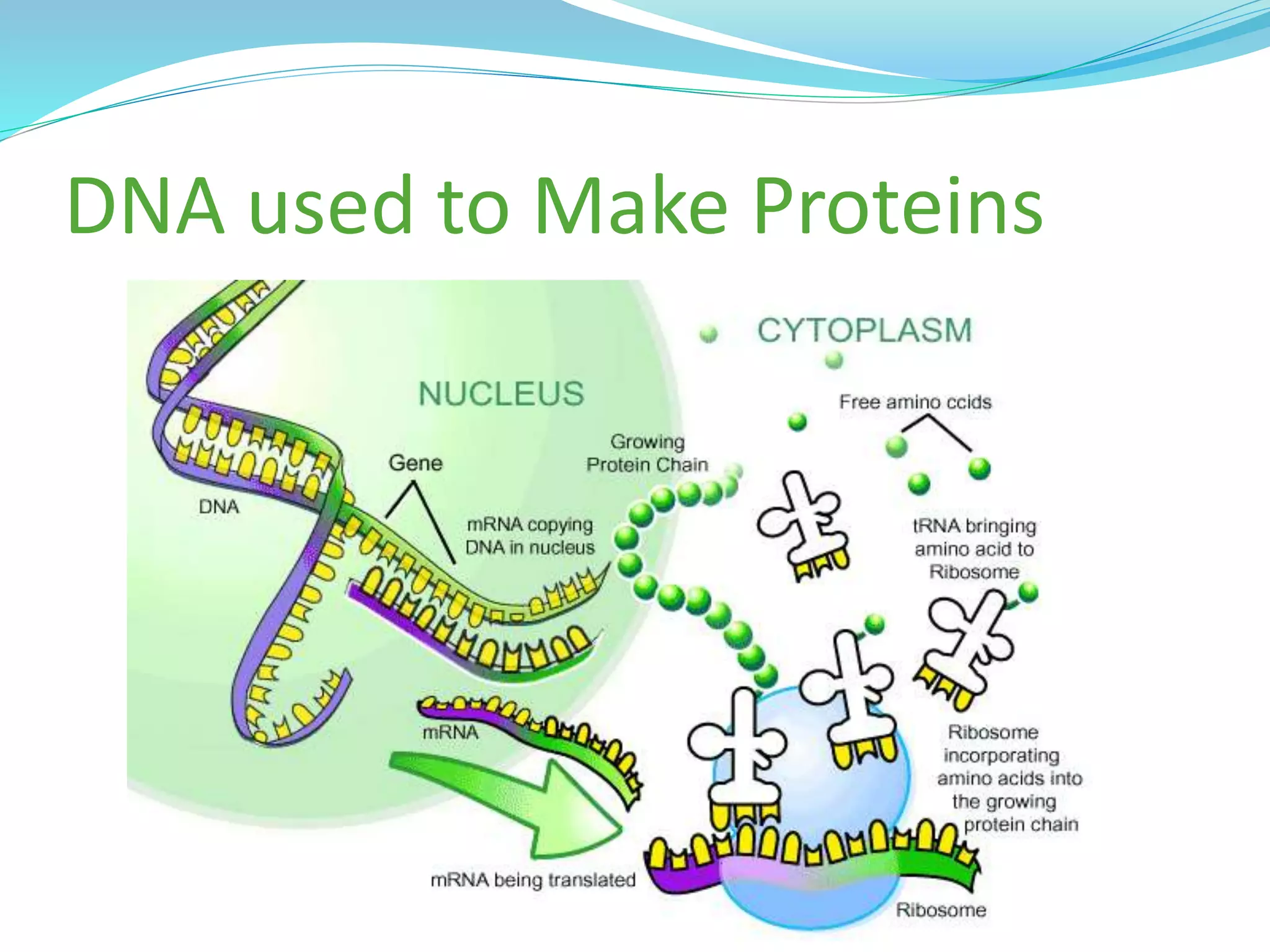 DNA used to Make Proteins
 