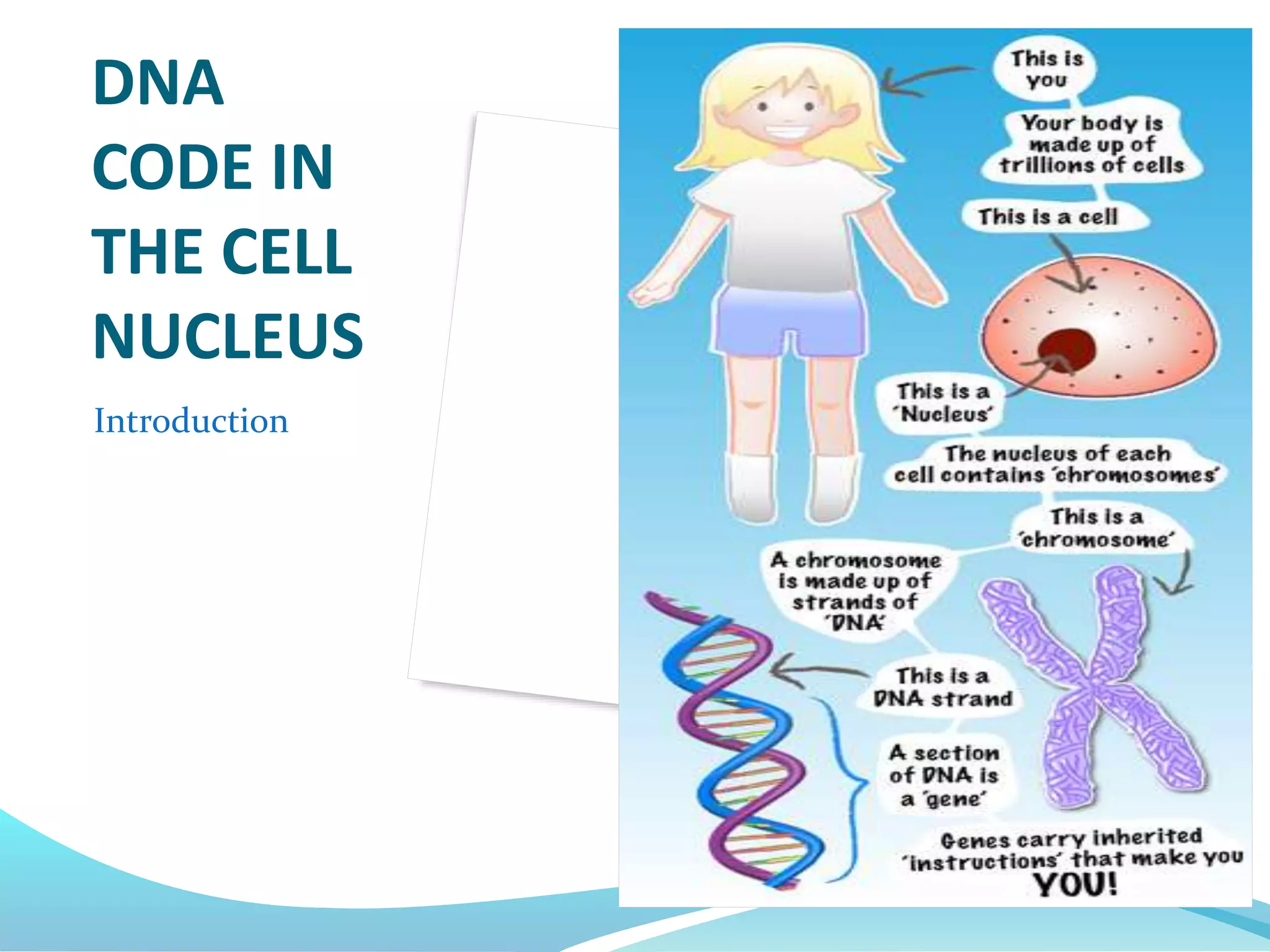 DNA
CODE IN
THE CELL
NUCLEUS
Introduction
 