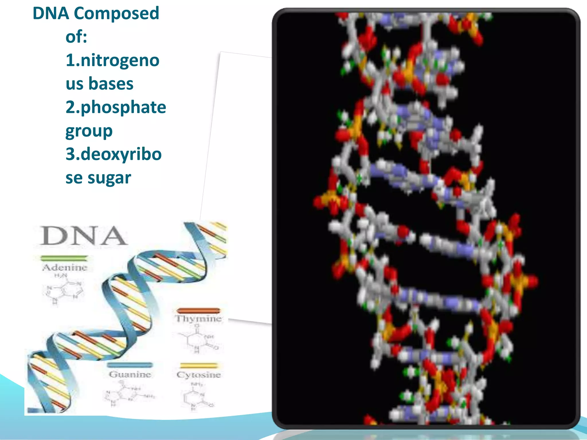 DNA Composed
of:
1.nitrogeno
us bases
2.phosphate
group
3.deoxyribo
se sugar
 
