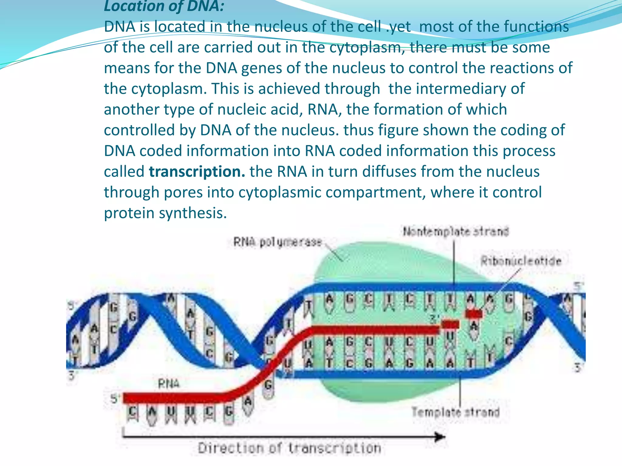 Location of DNA:
DNA is located in the nucleus of the cell .yet most of the functions
of the cell are carried out in the cytoplasm, there must be some
means for the DNA genes of the nucleus to control the reactions of
the cytoplasm. This is achieved through the intermediary of
another type of nucleic acid, RNA, the formation of which
controlled by DNA of the nucleus. thus figure shown the coding of
DNA coded information into RNA coded information this process
called transcription. the RNA in turn diffuses from the nucleus
through pores into cytoplasmic compartment, where it control
protein synthesis.
 