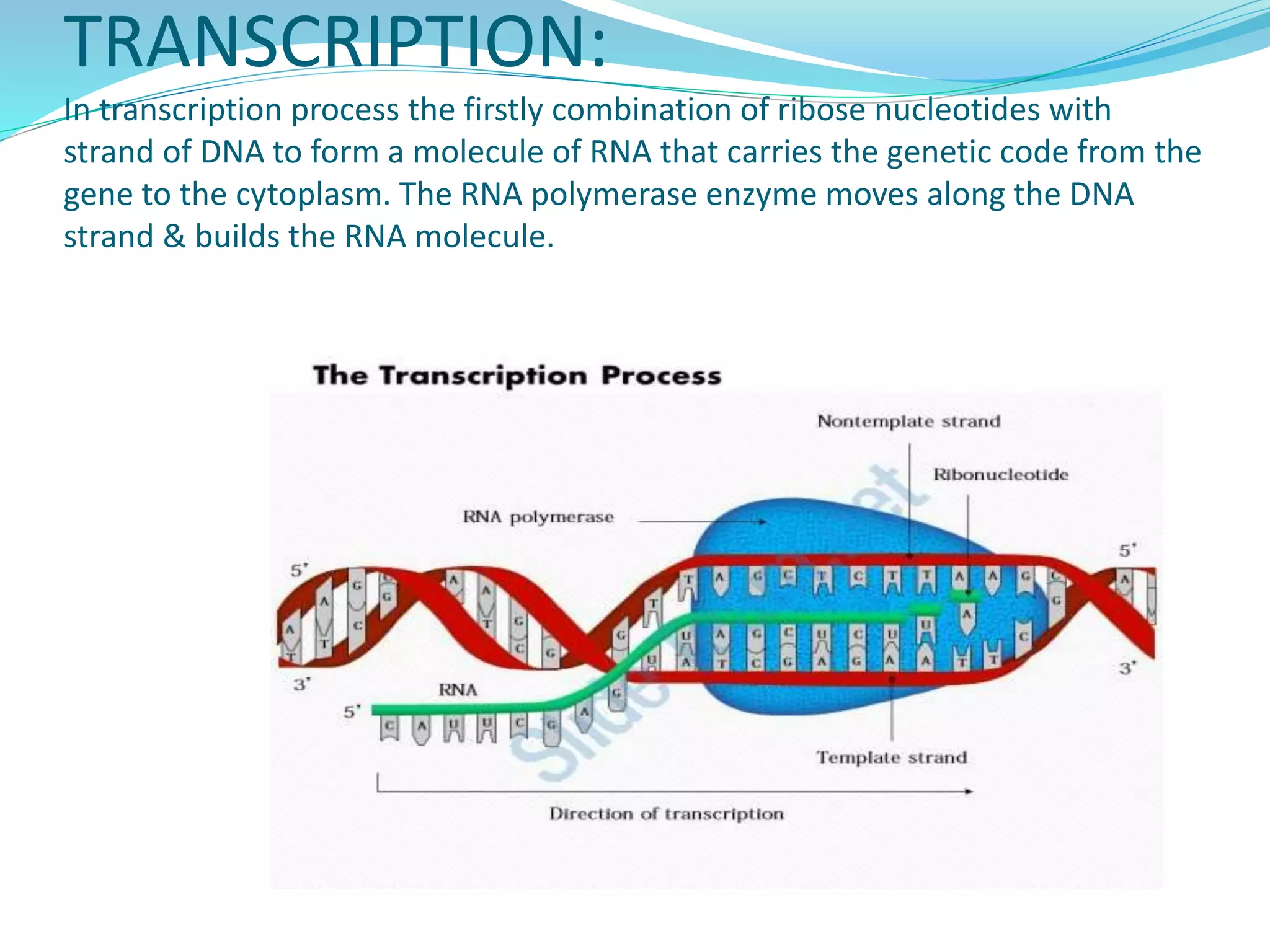 TRANSCRIPTION:
In transcription process the firstly combination of ribose nucleotides with
strand of DNA to form a molecule of RNA that carries the genetic code from the
gene to the cytoplasm. The RNA polymerase enzyme moves along the DNA
strand & builds the RNA molecule.
 