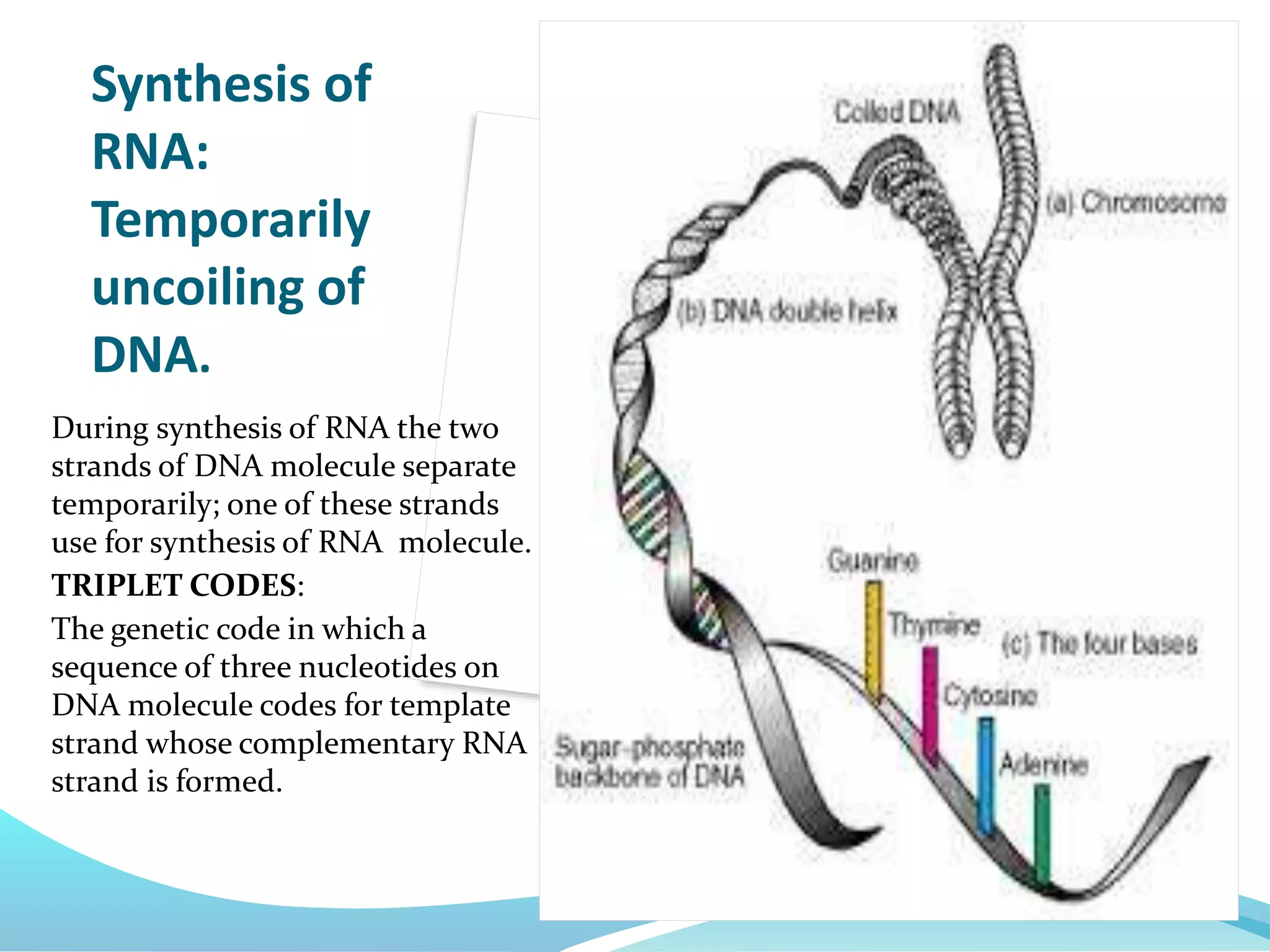 Synthesis of
RNA:
Temporarily
uncoiling of
DNA.
During synthesis of RNA the two
strands of DNA molecule separate
temporarily; one of these strands
use for synthesis of RNA molecule.
TRIPLET CODES:
The genetic code in which a
sequence of three nucleotides on
DNA molecule codes for template
strand whose complementary RNA
strand is formed.
 