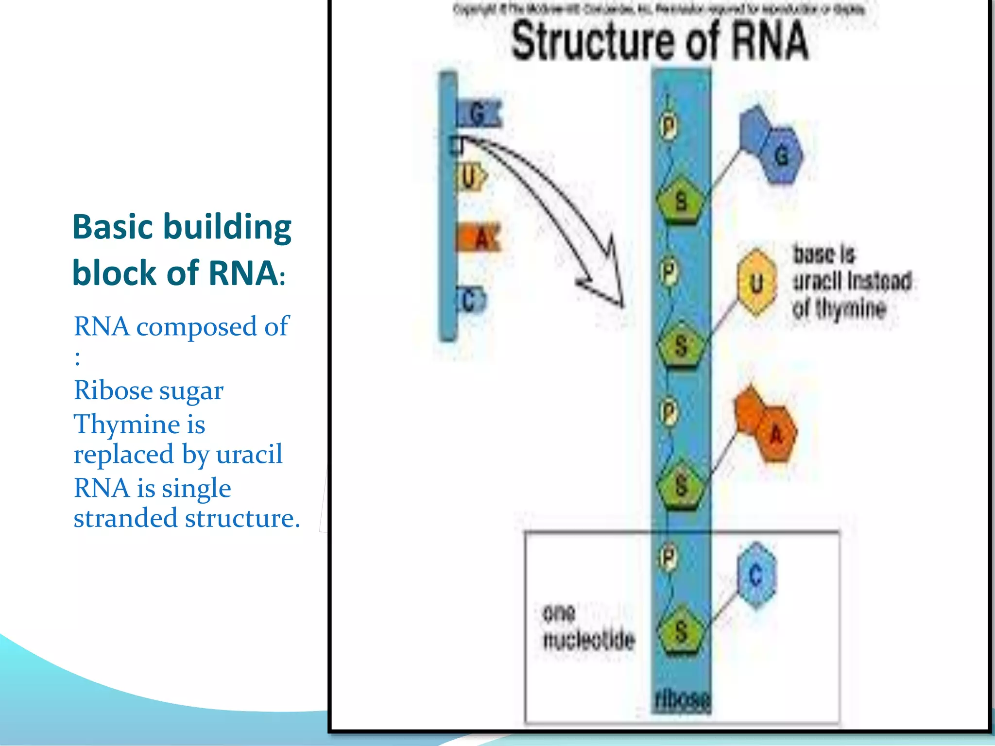 Basic building
block of RNA:
RNA composed of
:
Ribose sugar
Thymine is
replaced by uracil
RNA is single
stranded structure.
 