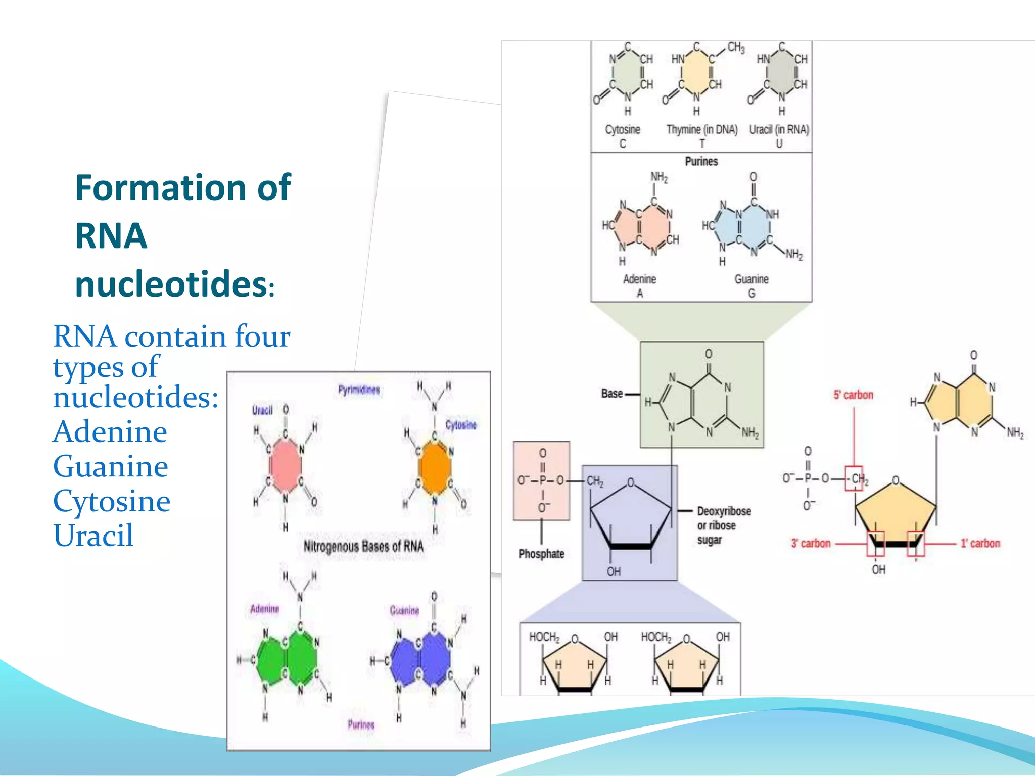 Formation of
RNA
nucleotides:
RNA contain four
types of
nucleotides:
Adenine
Guanine
Cytosine
Uracil
 