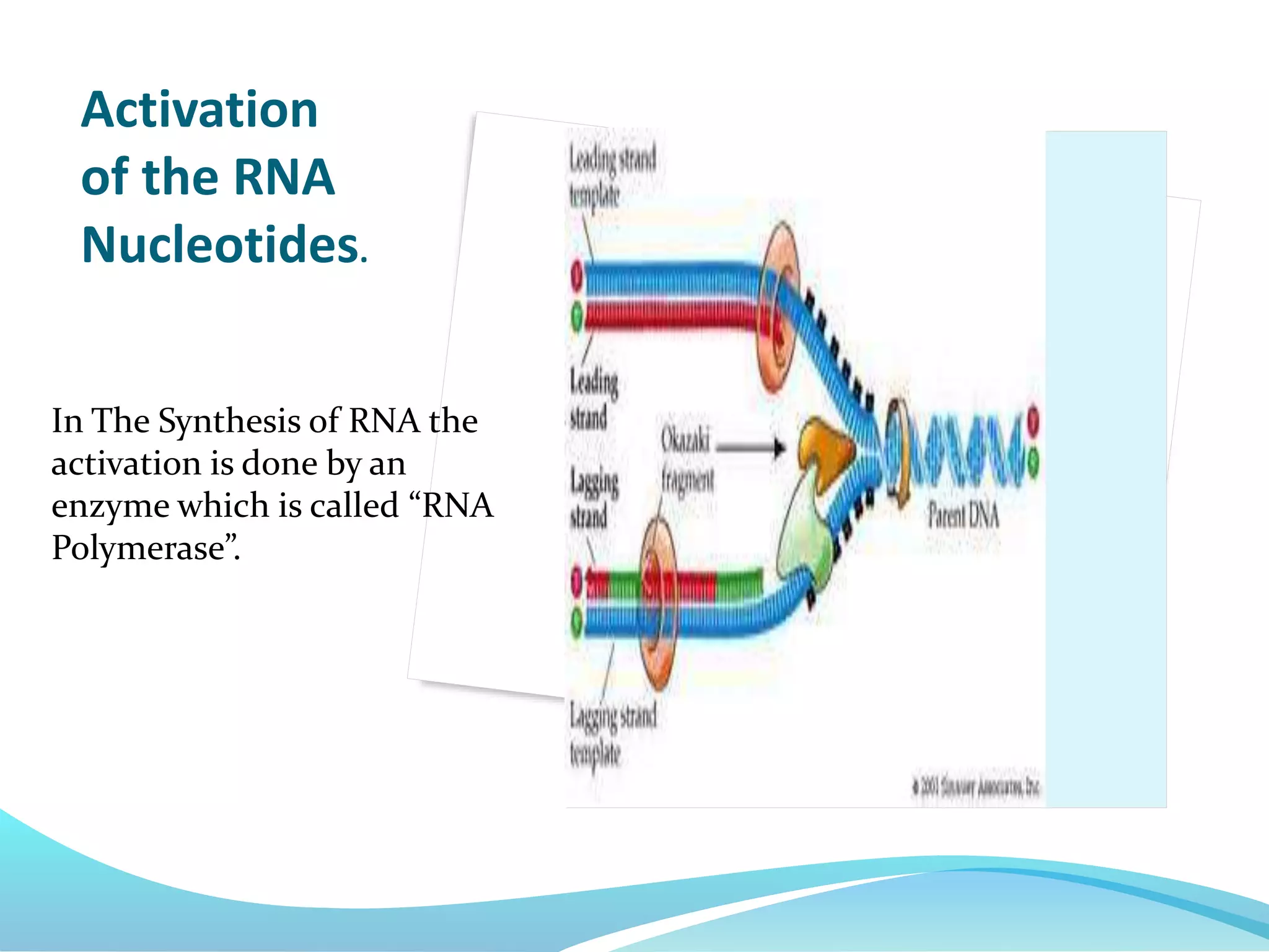 In The Synthesis of RNA the
activation is done by an
enzyme which is called “RNA
Polymerase”.
Activation
of the RNA
Nucleotides.
 