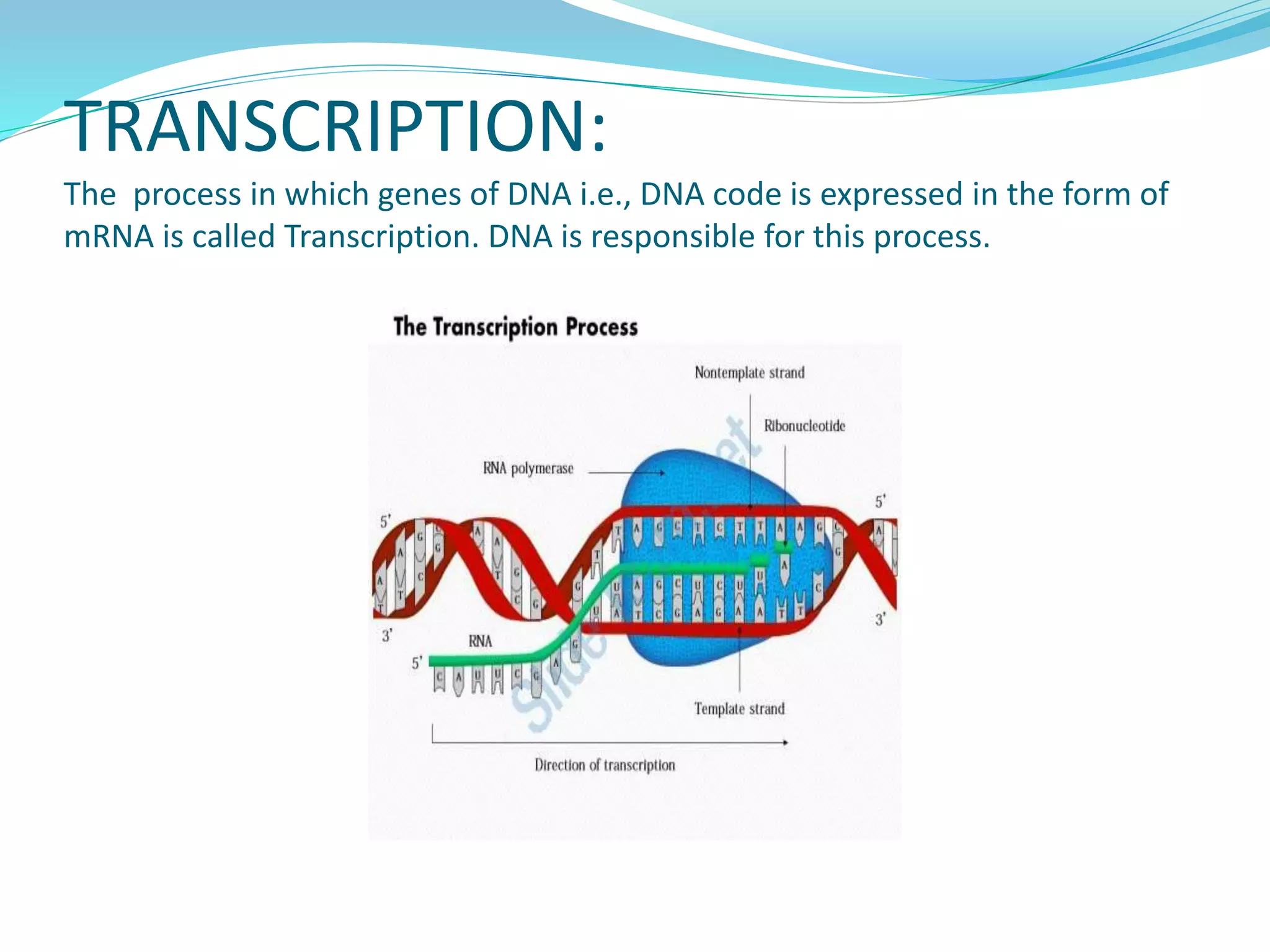 TRANSCRIPTION:
The process in which genes of DNA i.e., DNA code is expressed in the form of
mRNA is called Transcription. DNA is responsible for this process.
 