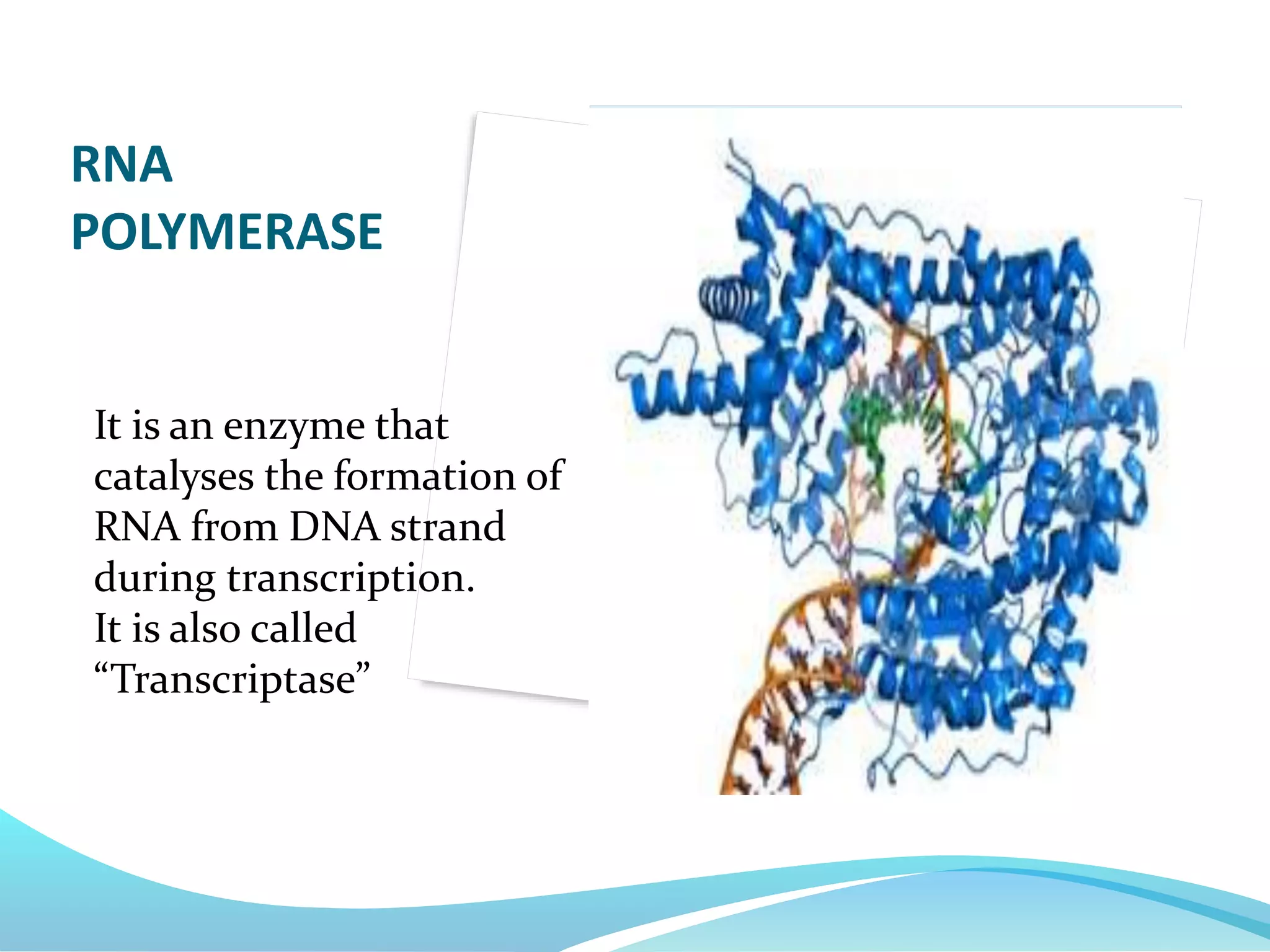 It is an enzyme that
catalyses the formation of
RNA from DNA strand
during transcription.
It is also called
“Transcriptase”
RNA
POLYMERASE
 