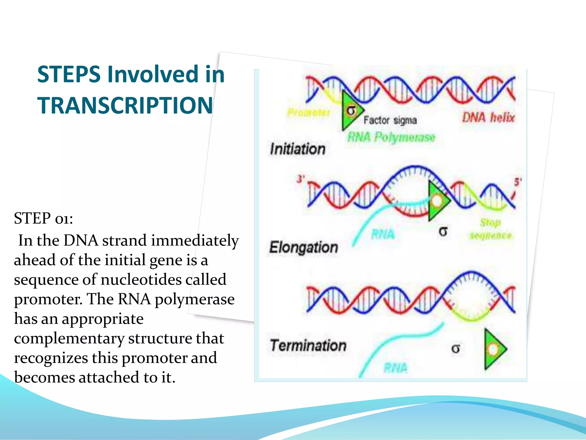 STEP 01:
In the DNA strand immediately
ahead of the initial gene is a
sequence of nucleotides called
promoter. The RNA polymerase
has an appropriate
complementary structure that
recognizes this promoter and
becomes attached to it.
STEPS Involved in
TRANSCRIPTION
 