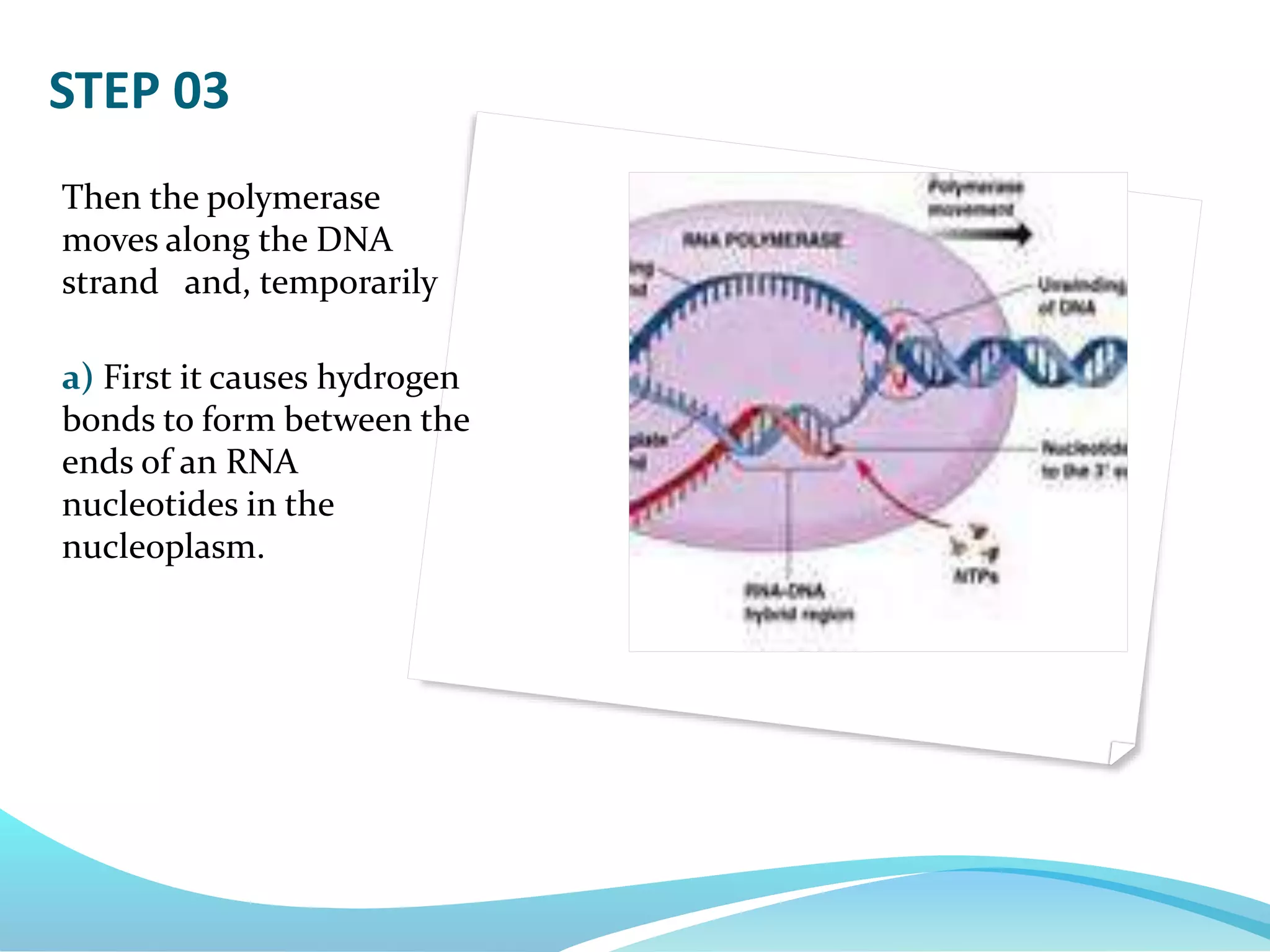 Then the polymerase
moves along the DNA
strand and, temporarily
a) First it causes hydrogen
bonds to form between the
ends of an RNA
nucleotides in the
nucleoplasm.
STEP 03
 
