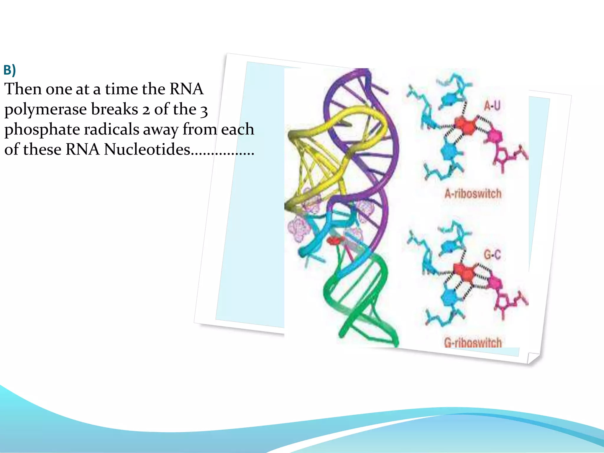 Then one at a time the RNA
polymerase breaks 2 of the 3
phosphate radicals away from each
of these RNA Nucleotides…………….
B)
 
