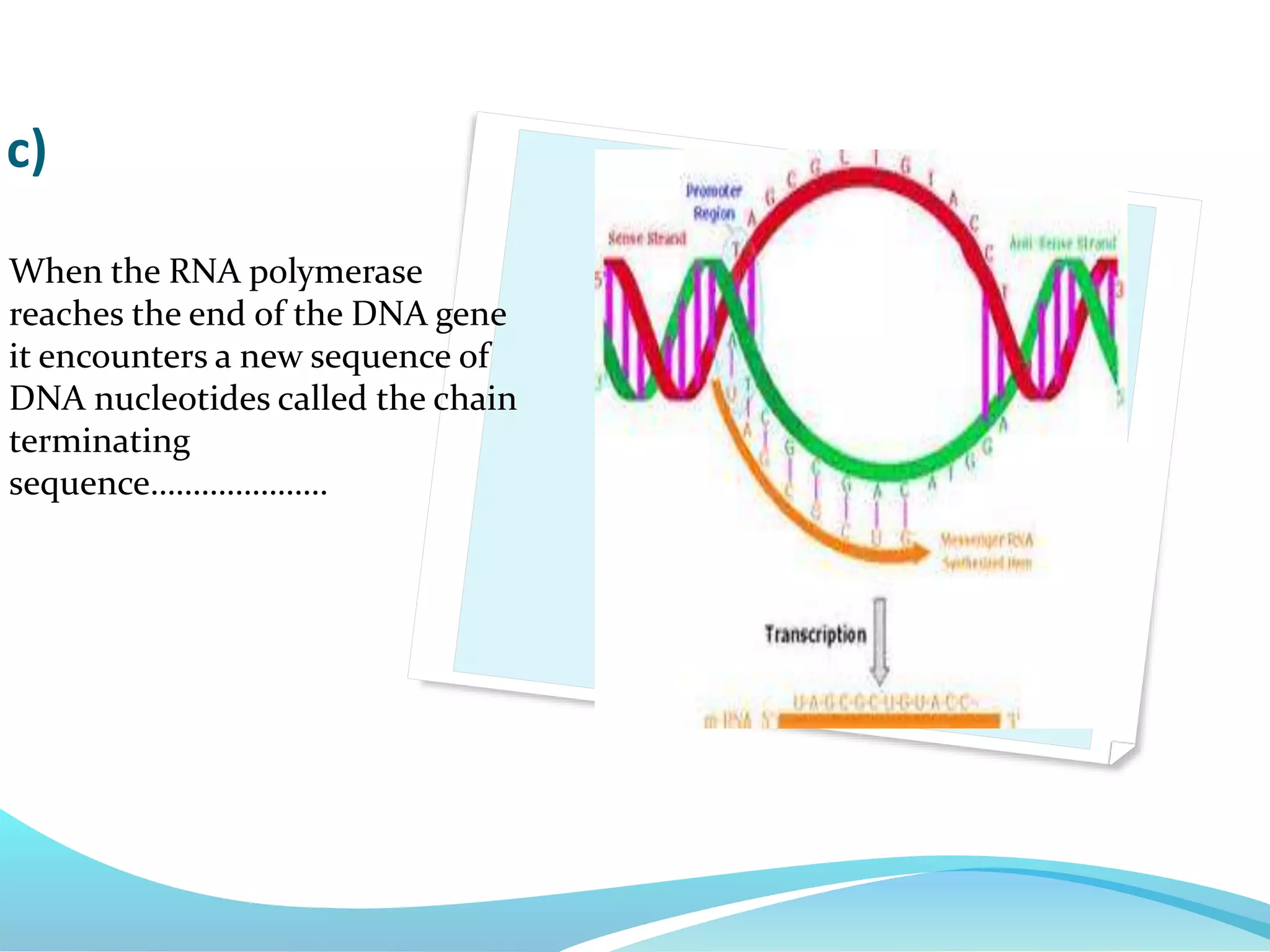 When the RNA polymerase
reaches the end of the DNA gene
it encounters a new sequence of
DNA nucleotides called the chain
terminating
sequence…………………
c)
 