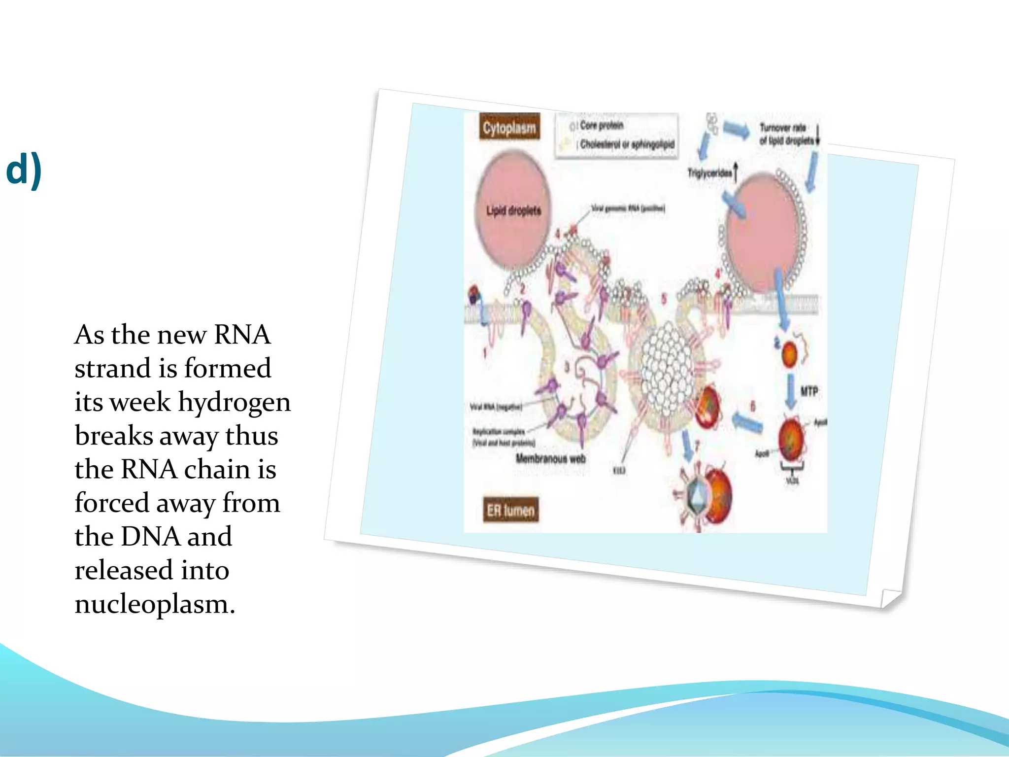As the new RNA
strand is formed
its week hydrogen
breaks away thus
the RNA chain is
forced away from
the DNA and
released into
nucleoplasm.
d)
 