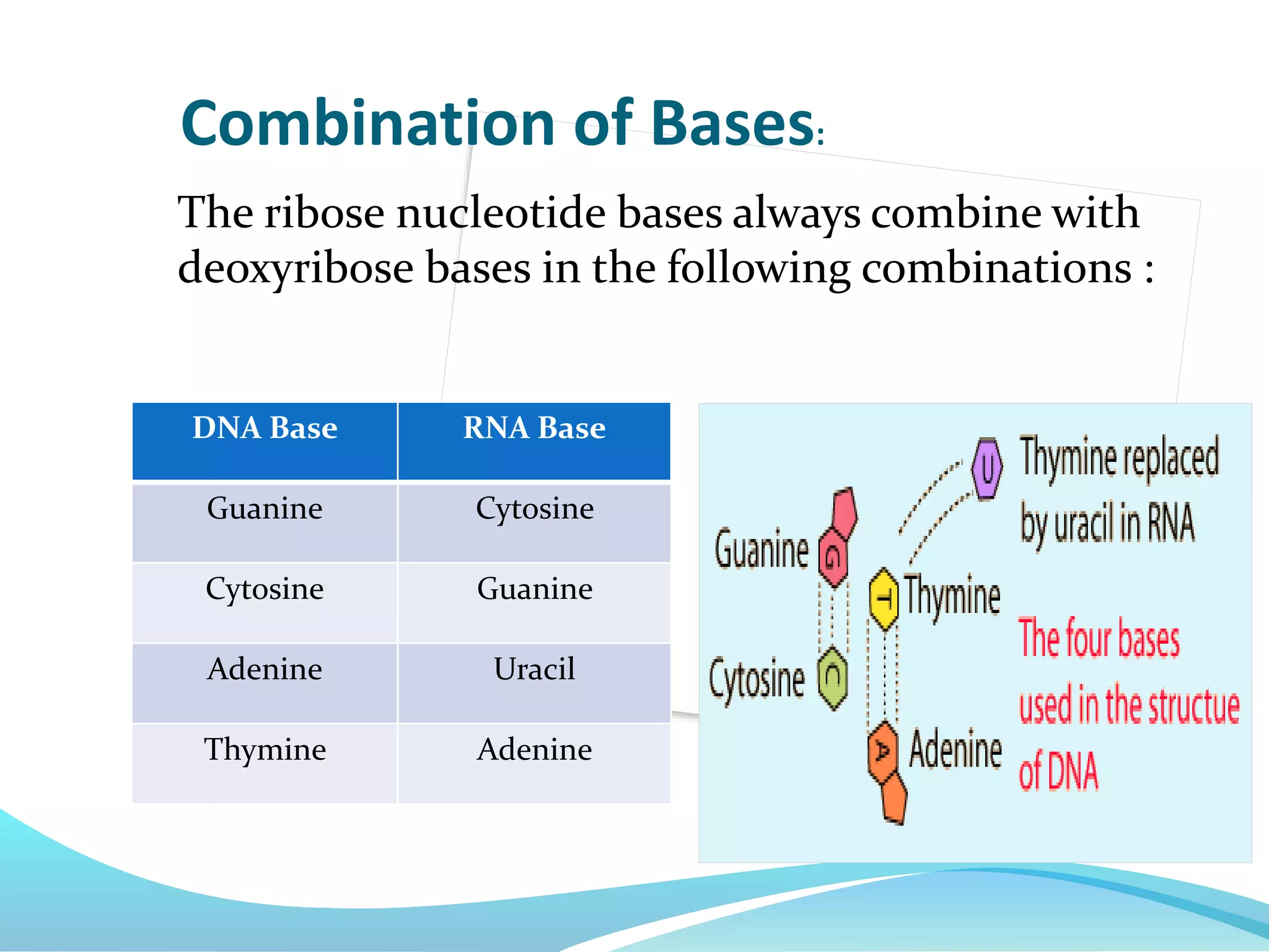 The ribose nucleotide bases always combine with
deoxyribose bases in the following combinations :
Combination of Bases:
DNA Base RNA Base
Guanine Cytosine
Cytosine Guanine
Adenine Uracil
Thymine Adenine
 