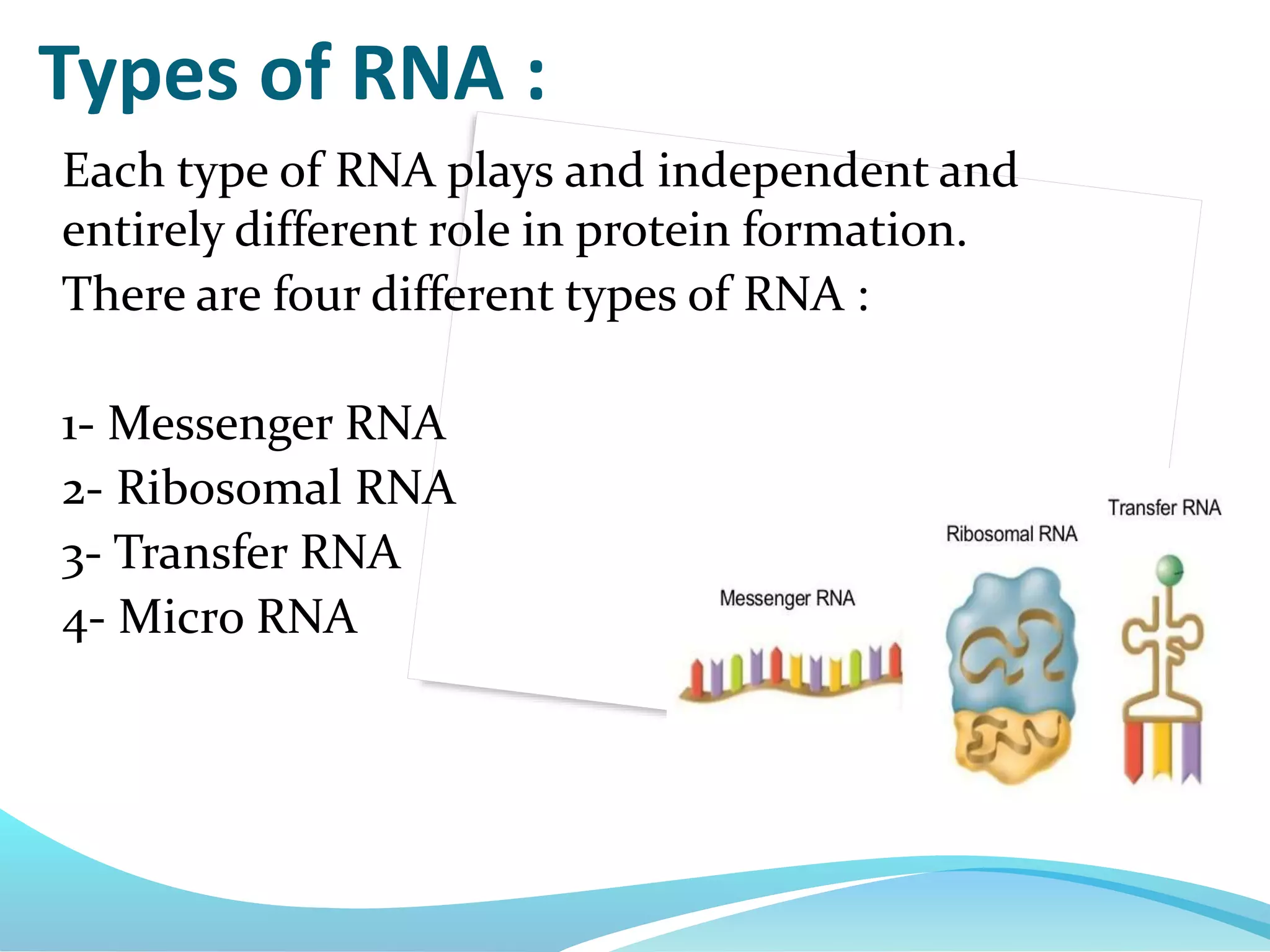 Each type of RNA plays and independent and
entirely different role in protein formation.
There are four different types of RNA :
1- Messenger RNA
2- Ribosomal RNA
3- Transfer RNA
4- Micro RNA
Types of RNA :
 