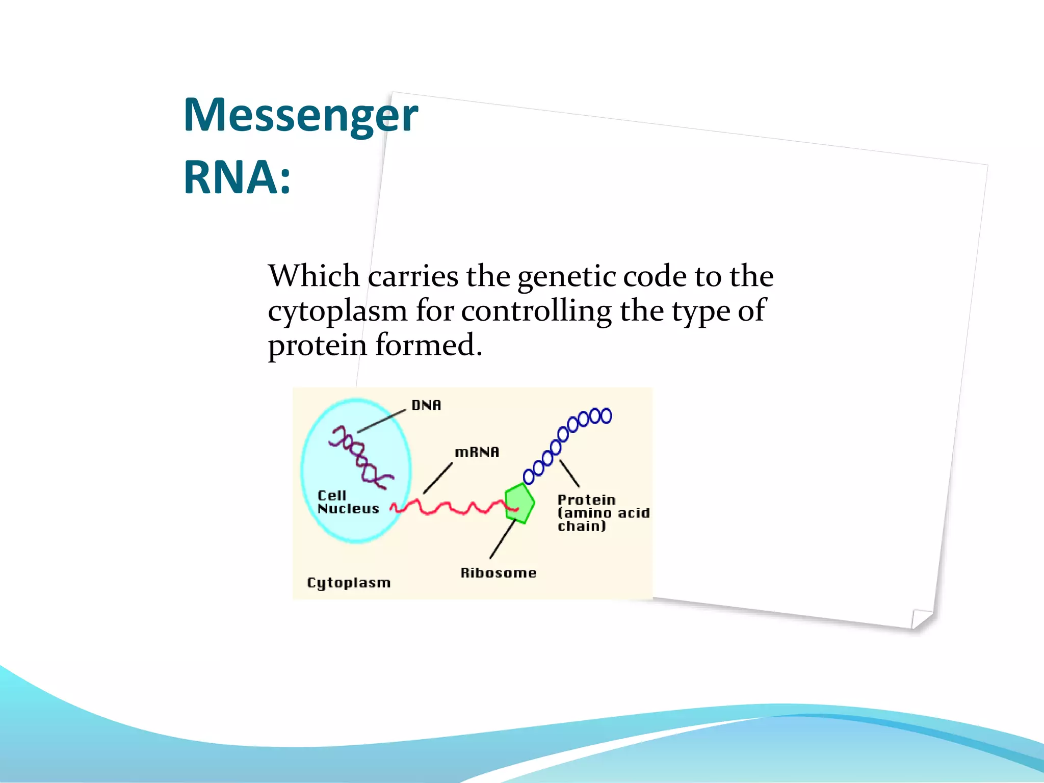Which carries the genetic code to the
cytoplasm for controlling the type of
protein formed.
Messenger
RNA:
 