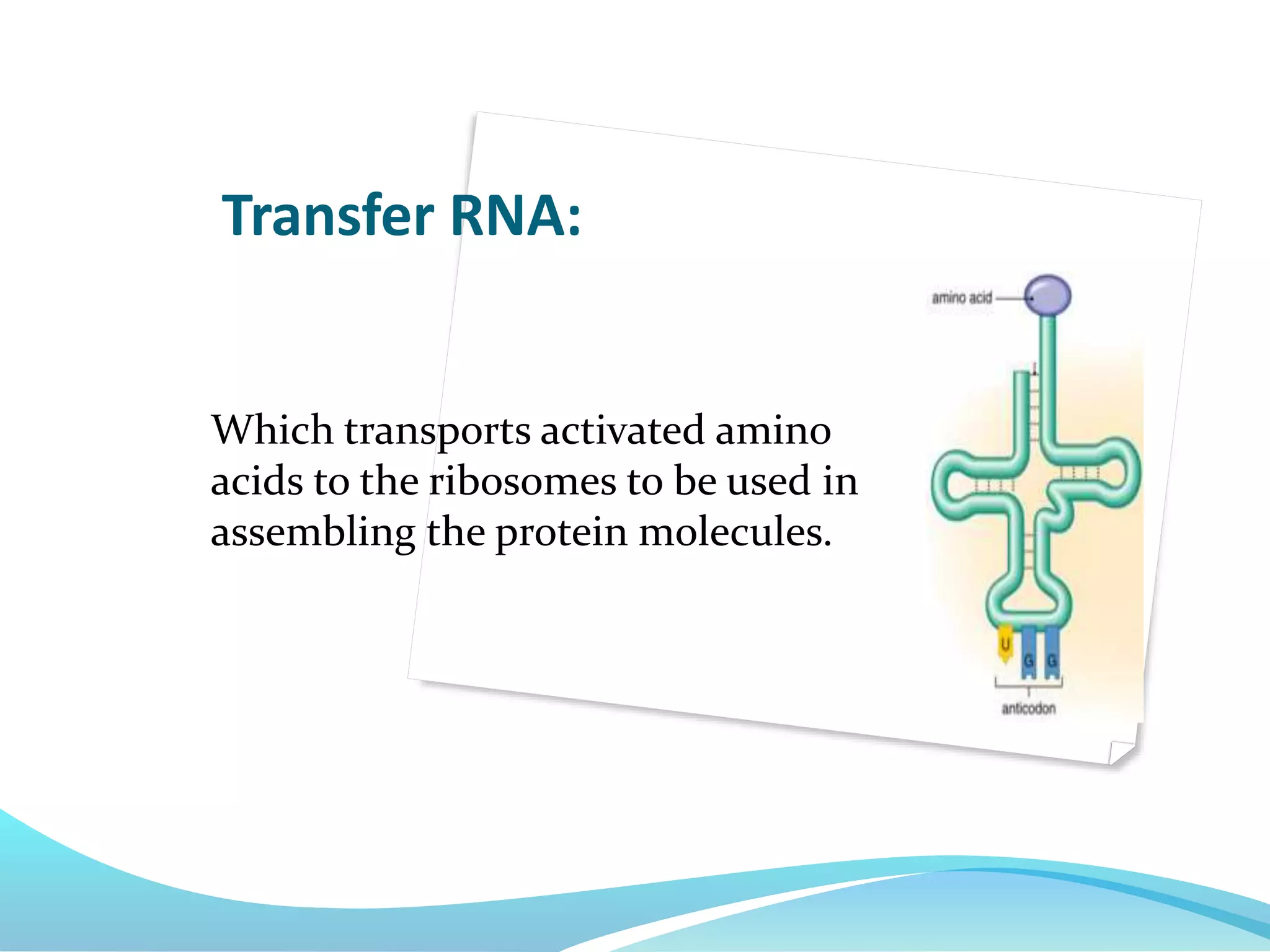 Which transports activated amino
acids to the ribosomes to be used in
assembling the protein molecules.
Transfer RNA:
 