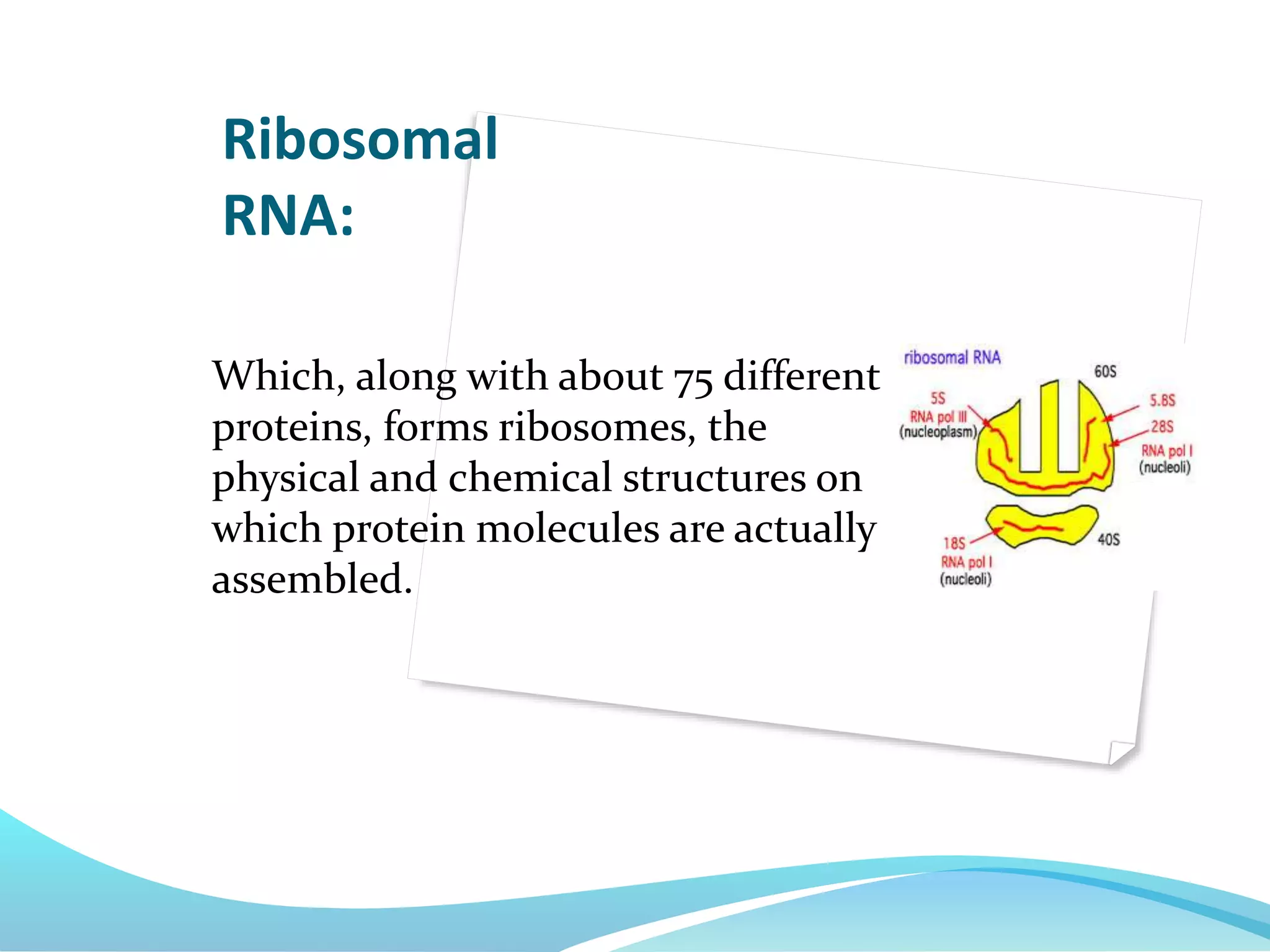 Which, along with about 75 different
proteins, forms ribosomes, the
physical and chemical structures on
which protein molecules are actually
assembled.
Ribosomal
RNA:
 