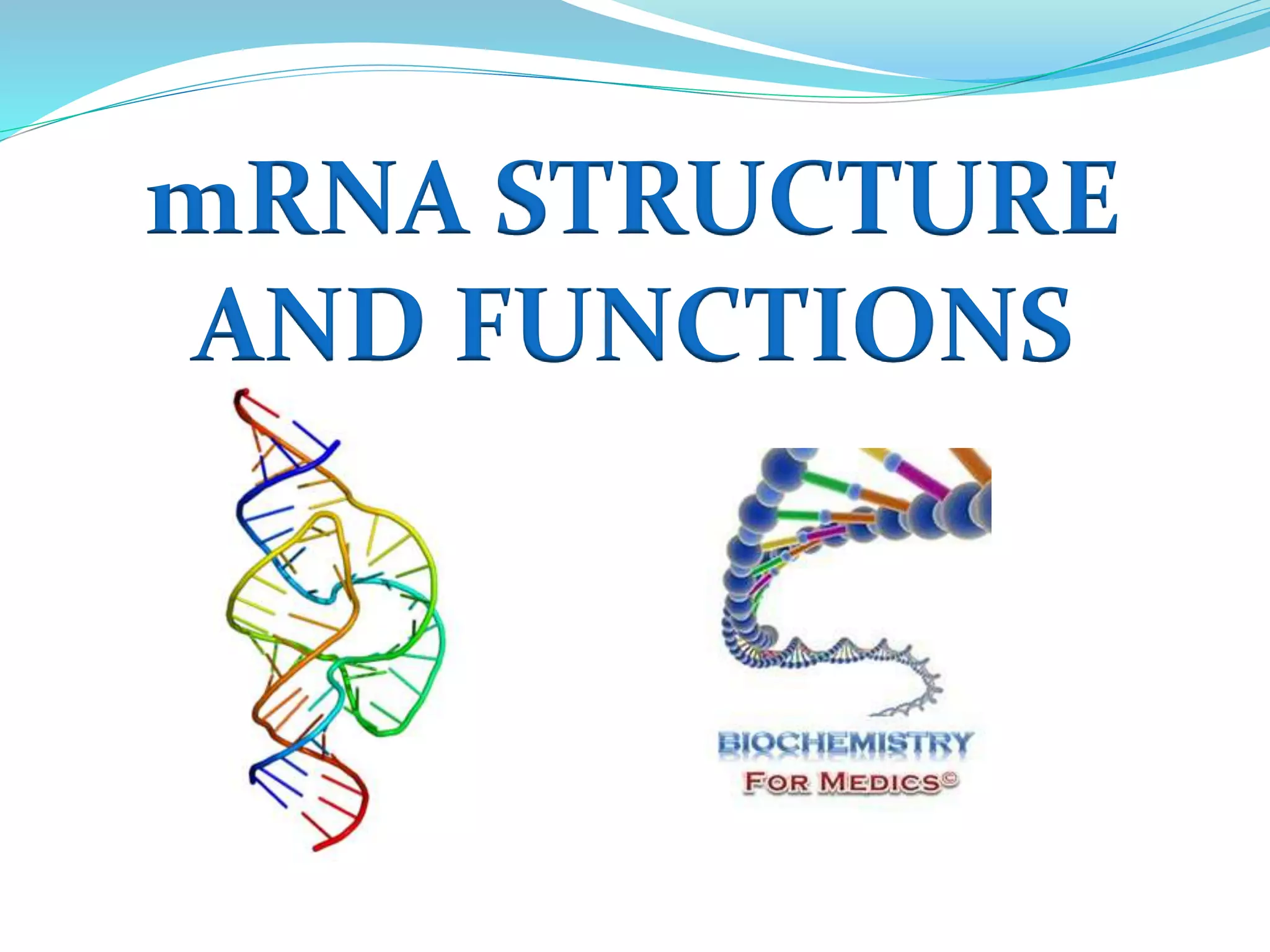 mRNA STRUCTURE
AND FUNCTIONS
 