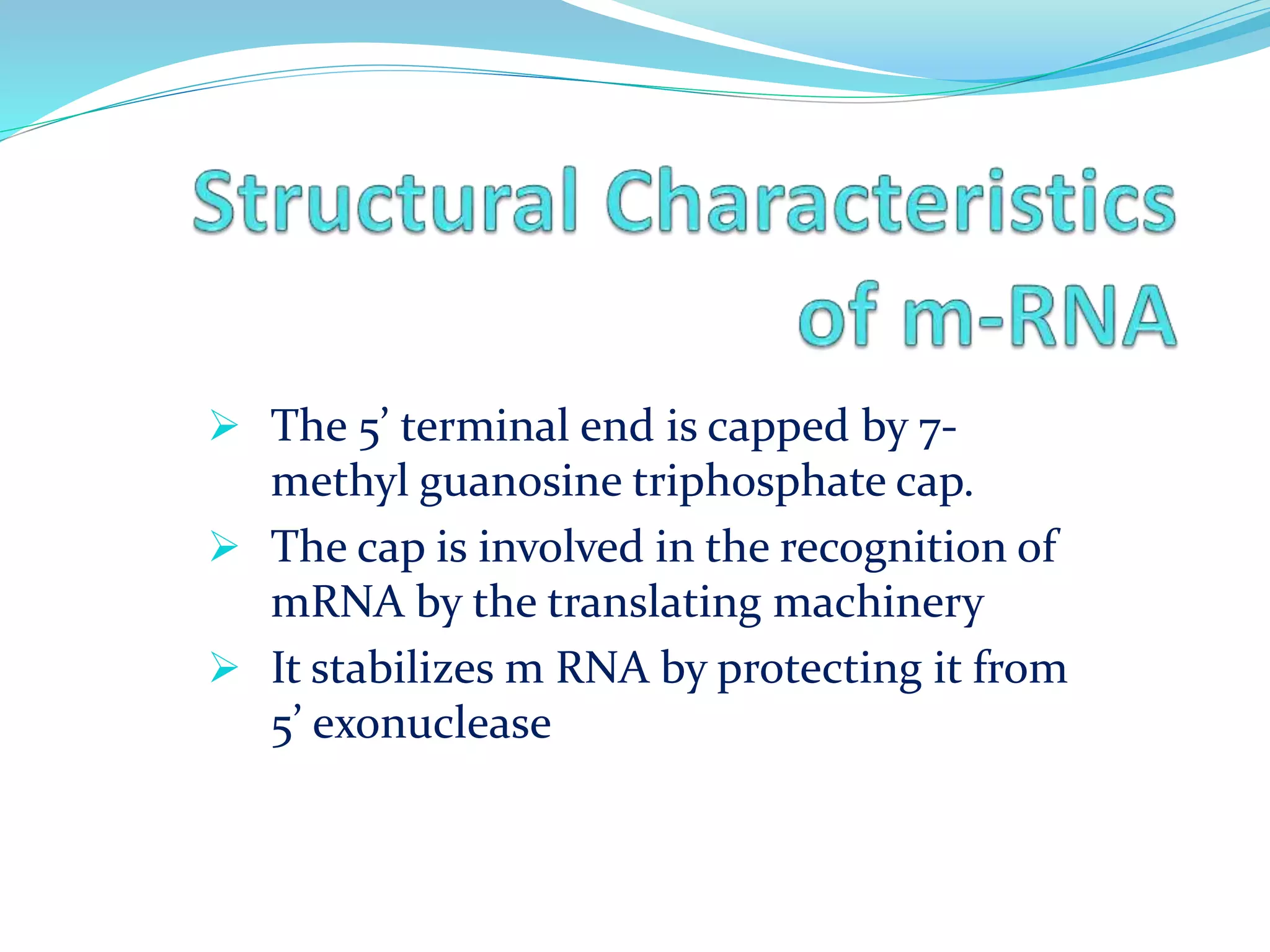  The 5’ terminal end is capped by 7-
methyl guanosine triphosphate cap.
 The cap is involved in the recognition of
mRNA by the translating machinery
 It stabilizes m RNA by protecting it from
5’ exonuclease
 