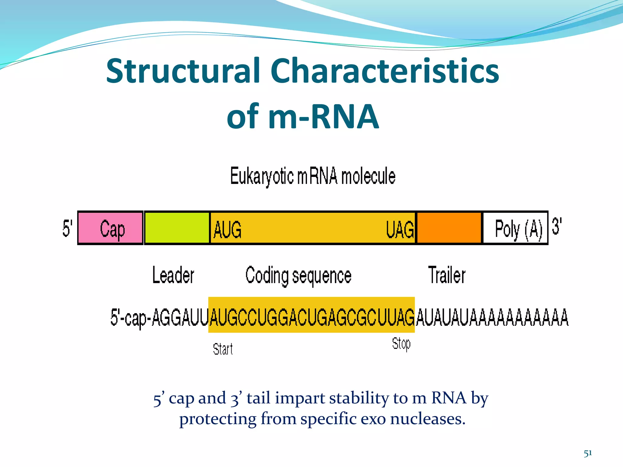 Structural Characteristics
of m-RNA
5’ cap and 3’ tail impart stability to m RNA by
protecting from specific exo nucleases.
51
 