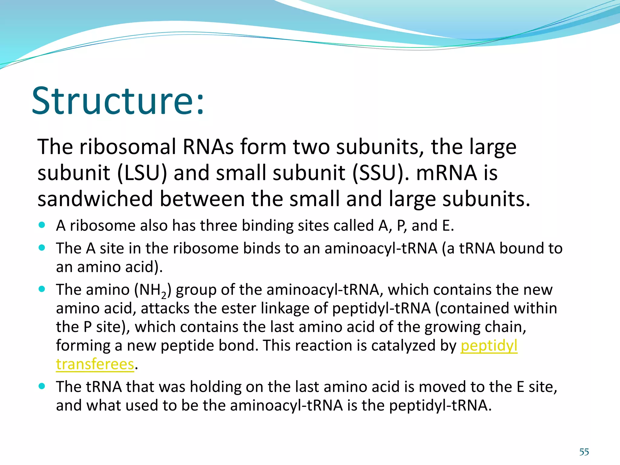 Structure:
The ribosomal RNAs form two subunits, the large
subunit (LSU) and small subunit (SSU). mRNA is
sandwiched between the small and large subunits.
 A ribosome also has three binding sites called A, P, and E.
 The A site in the ribosome binds to an aminoacyl-tRNA (a tRNA bound to
an amino acid).
 The amino (NH2) group of the aminoacyl-tRNA, which contains the new
amino acid, attacks the ester linkage of peptidyl-tRNA (contained within
the P site), which contains the last amino acid of the growing chain,
forming a new peptide bond. This reaction is catalyzed by peptidyl
transferees.
 The tRNA that was holding on the last amino acid is moved to the E site,
and what used to be the aminoacyl-tRNA is the peptidyl-tRNA.
55
 