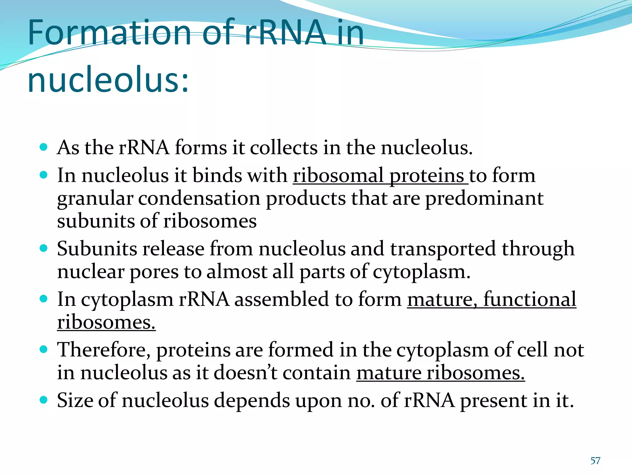 Formation of rRNA in
nucleolus:
 As the rRNA forms it collects in the nucleolus.
 In nucleolus it binds with ribosomal proteins to form
granular condensation products that are predominant
subunits of ribosomes
 Subunits release from nucleolus and transported through
nuclear pores to almost all parts of cytoplasm.
 In cytoplasm rRNA assembled to form mature, functional
ribosomes.
 Therefore, proteins are formed in the cytoplasm of cell not
in nucleolus as it doesn’t contain mature ribosomes.
 Size of nucleolus depends upon no. of rRNA present in it.
57
 