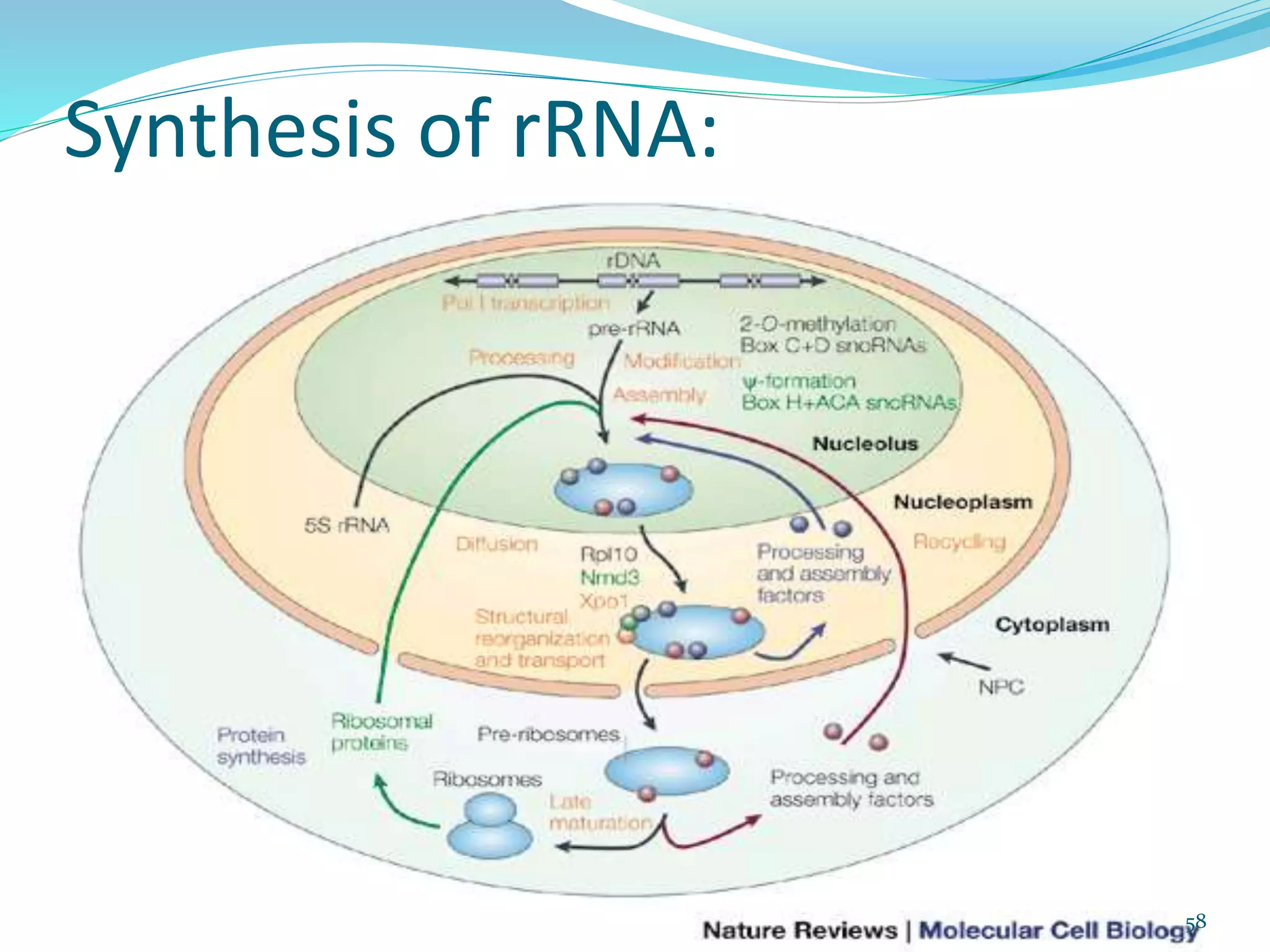 Synthesis of rRNA:
58
 