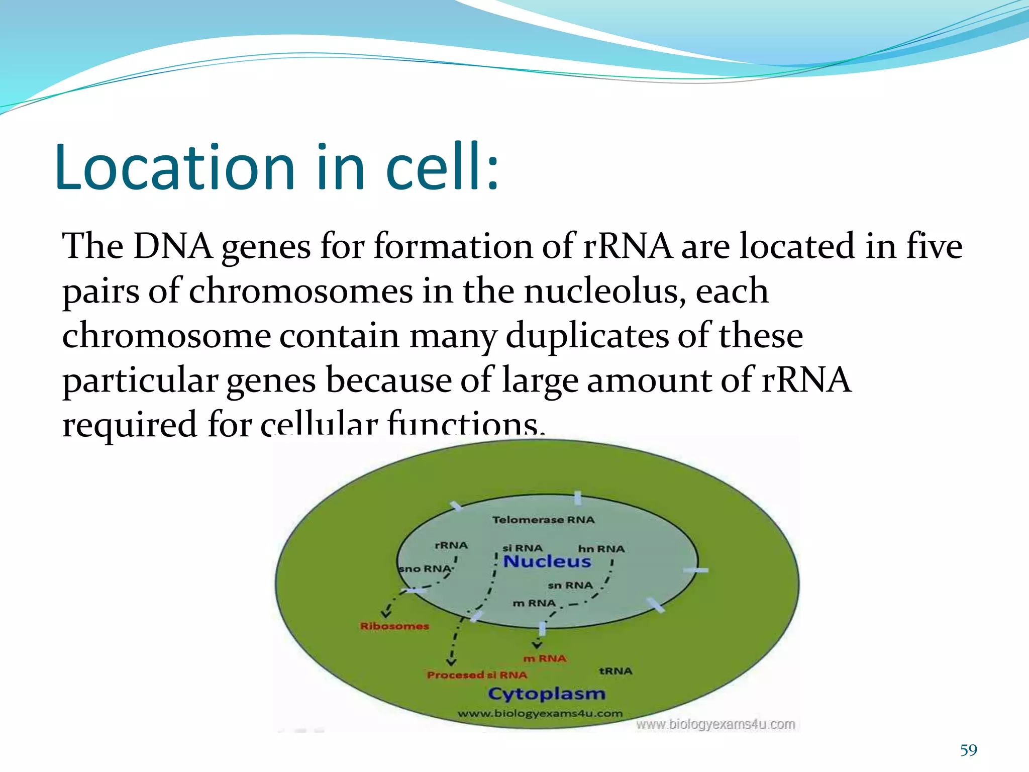 Location in cell:
The DNA genes for formation of rRNA are located in five
pairs of chromosomes in the nucleolus, each
chromosome contain many duplicates of these
particular genes because of large amount of rRNA
required for cellular functions.
59
 