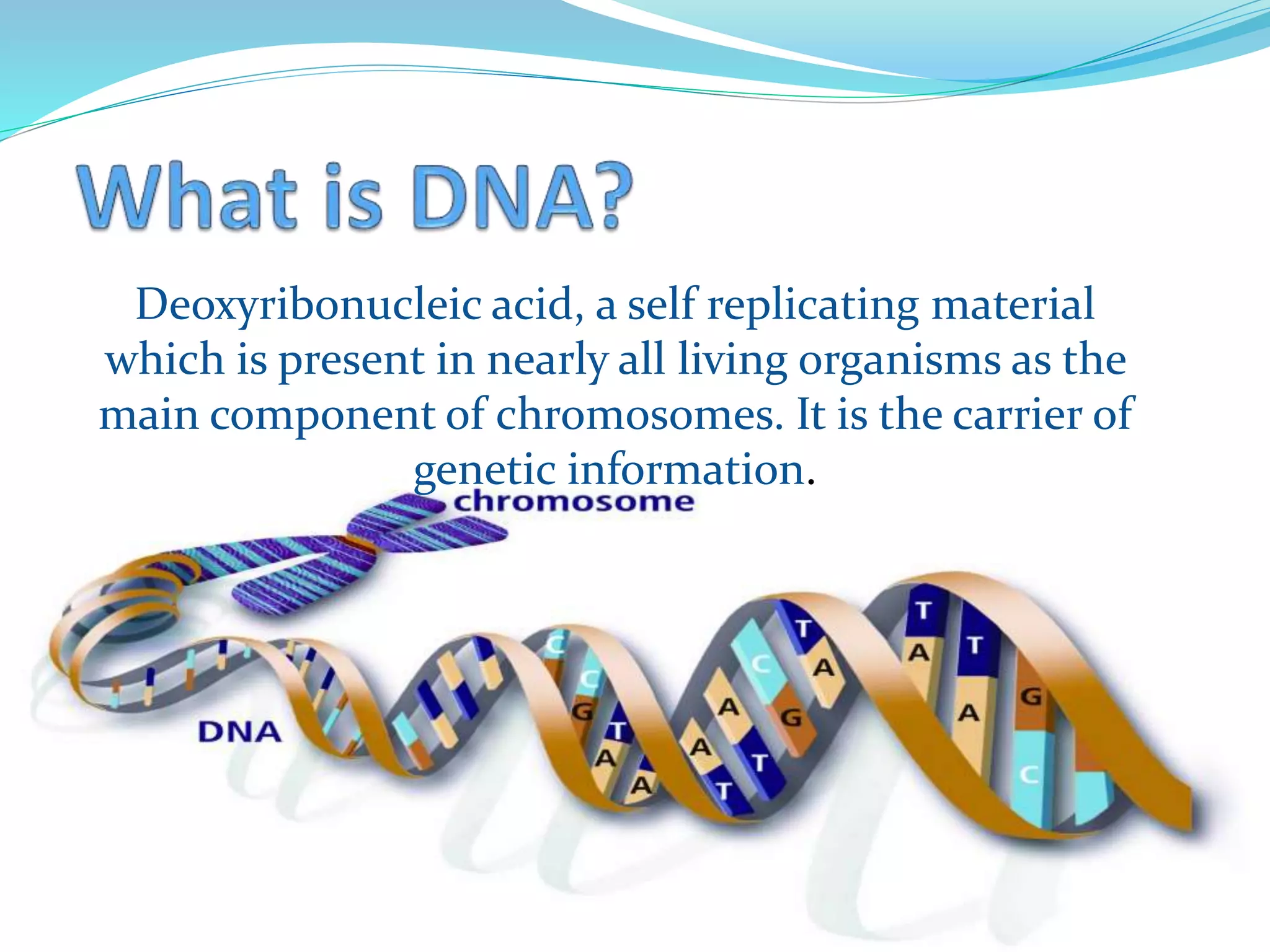 Deoxyribonucleic acid, a self replicating material
which is present in nearly all living organisms as the
main component of chromosomes. It is the carrier of
genetic information.
 