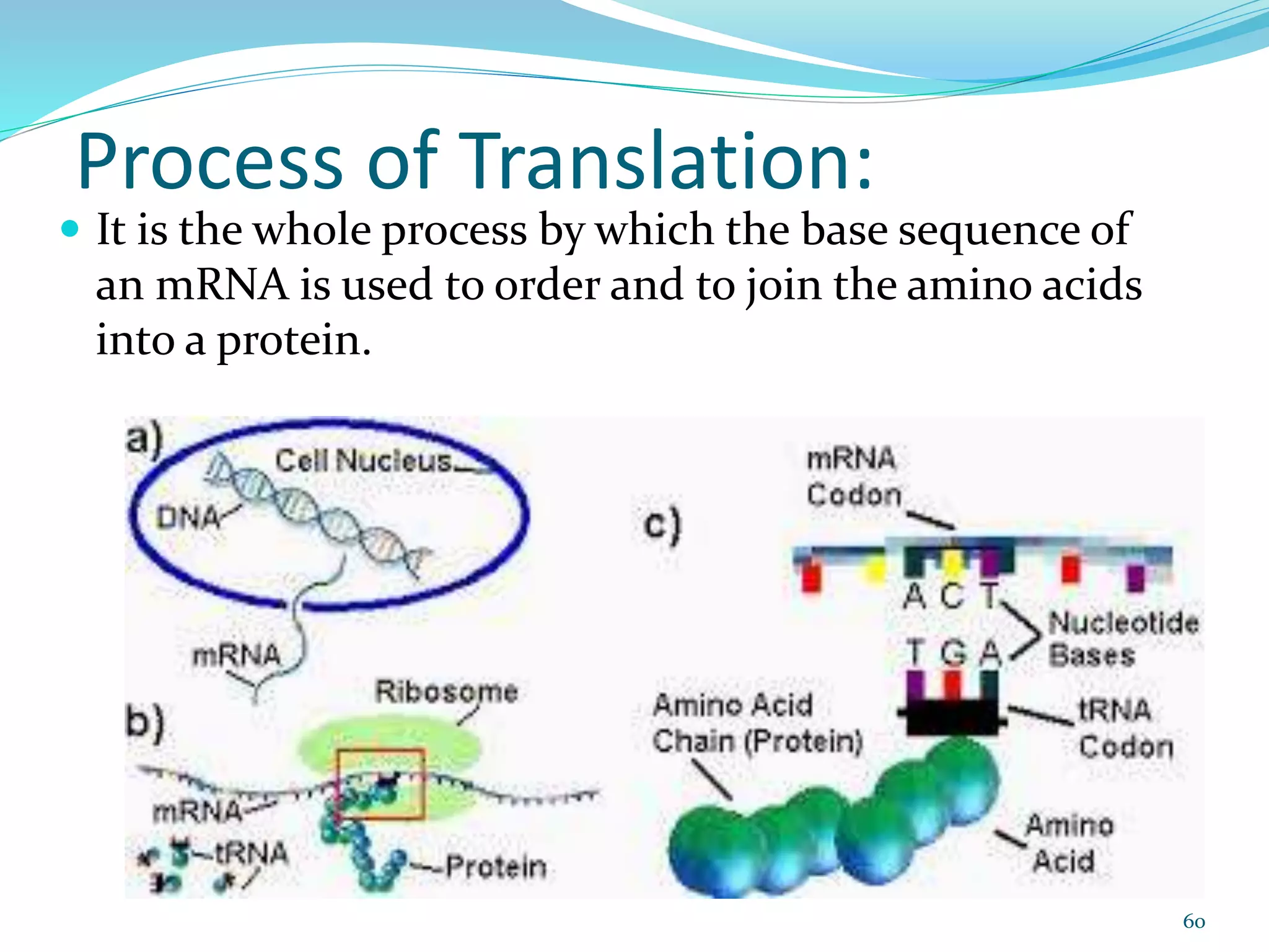 Process of Translation:
 It is the whole process by which the base sequence of
an mRNA is used to order and to join the amino acids
into a protein.
60
 