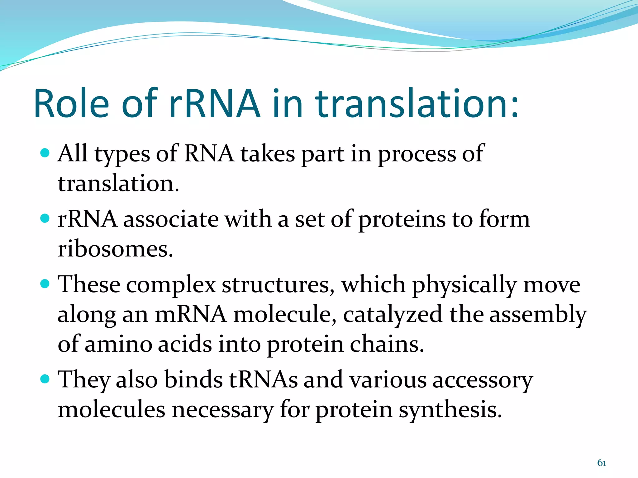 Role of rRNA in translation:
 All types of RNA takes part in process of
translation.
 rRNA associate with a set of proteins to form
ribosomes.
 These complex structures, which physically move
along an mRNA molecule, catalyzed the assembly
of amino acids into protein chains.
 They also binds tRNAs and various accessory
molecules necessary for protein synthesis.
61
 
