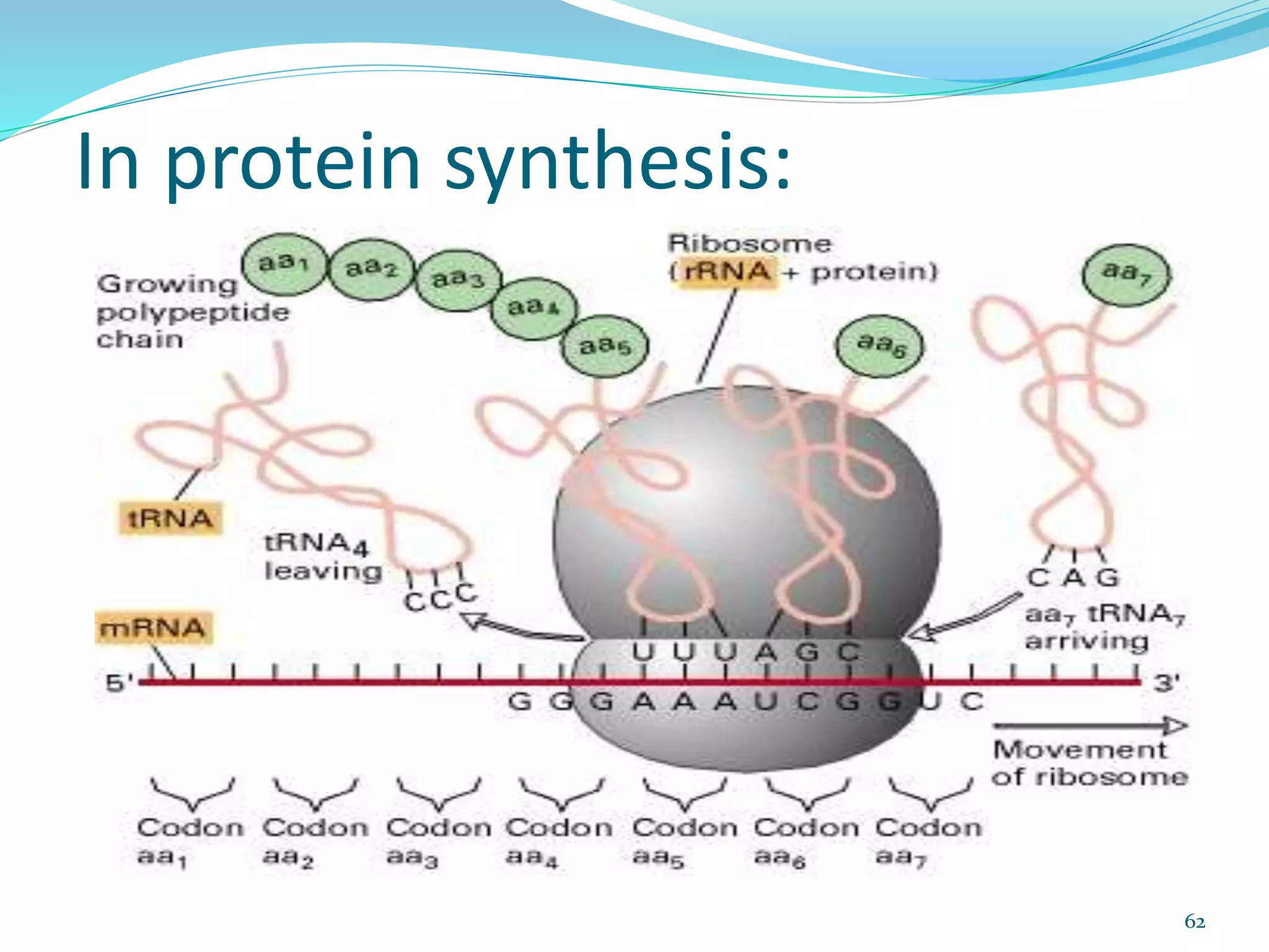 In protein synthesis:
62
 