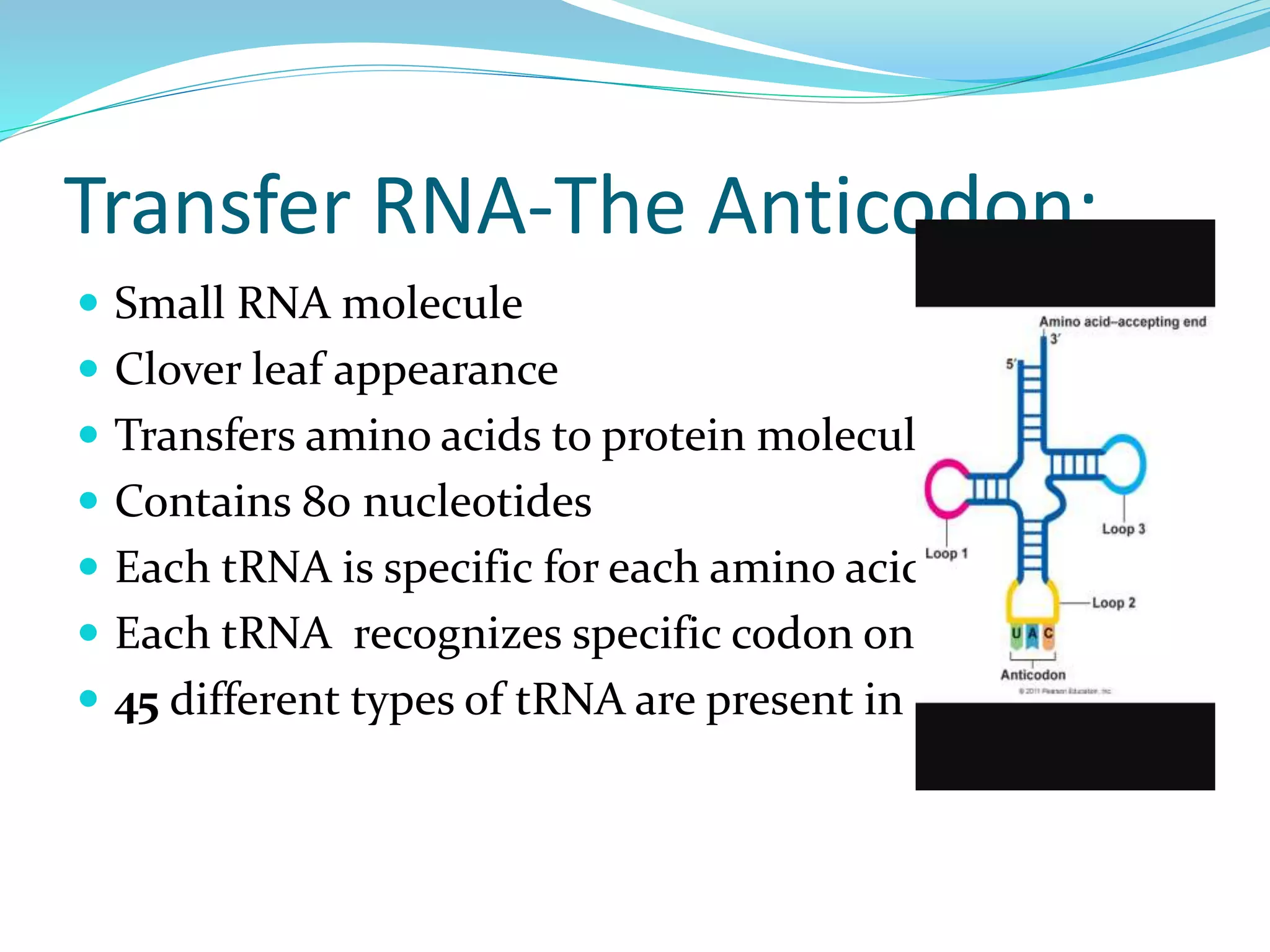 Small RNA molecule
 Clover leaf appearance
 Transfers amino acids to protein molecules
 Contains 80 nucleotides
 Each tRNA is specific for each amino acid
 Each tRNA recognizes specific codon on mRNA
 45 different types of tRNA are present in humans
Transfer RNA-The Anticodon:
 