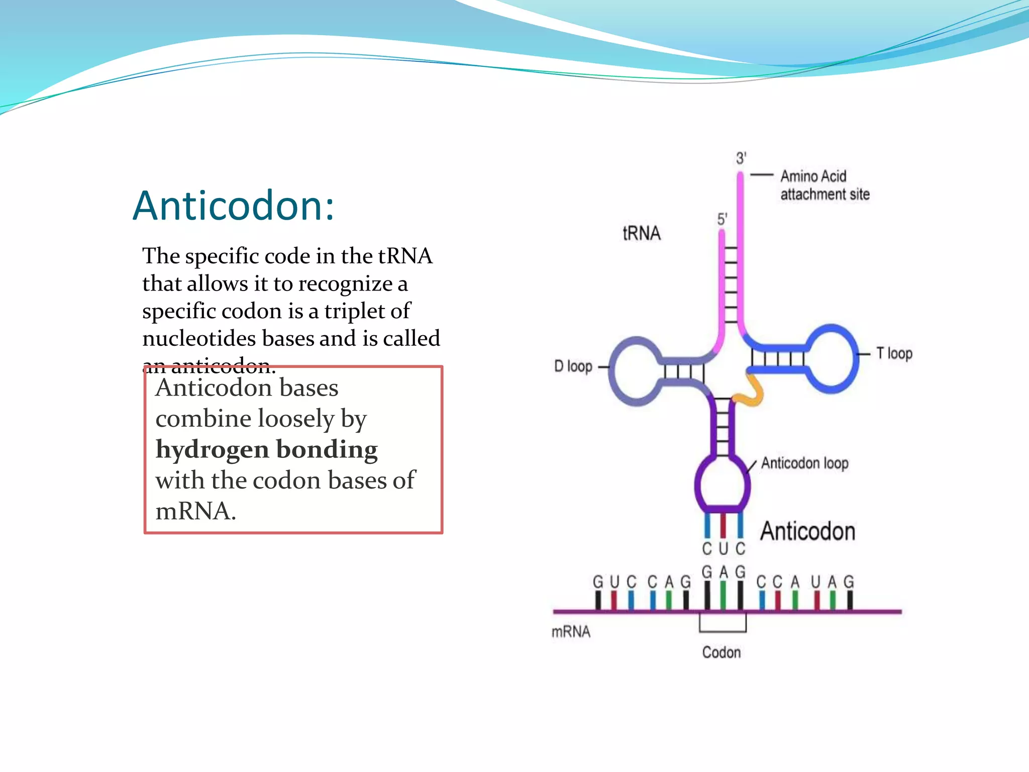 Anticodon:
The specific code in the tRNA
that allows it to recognize a
specific codon is a triplet of
nucleotides bases and is called
an anticodon.
Anticodon bases
combine loosely by
hydrogen bonding
with the codon bases of
mRNA.
 