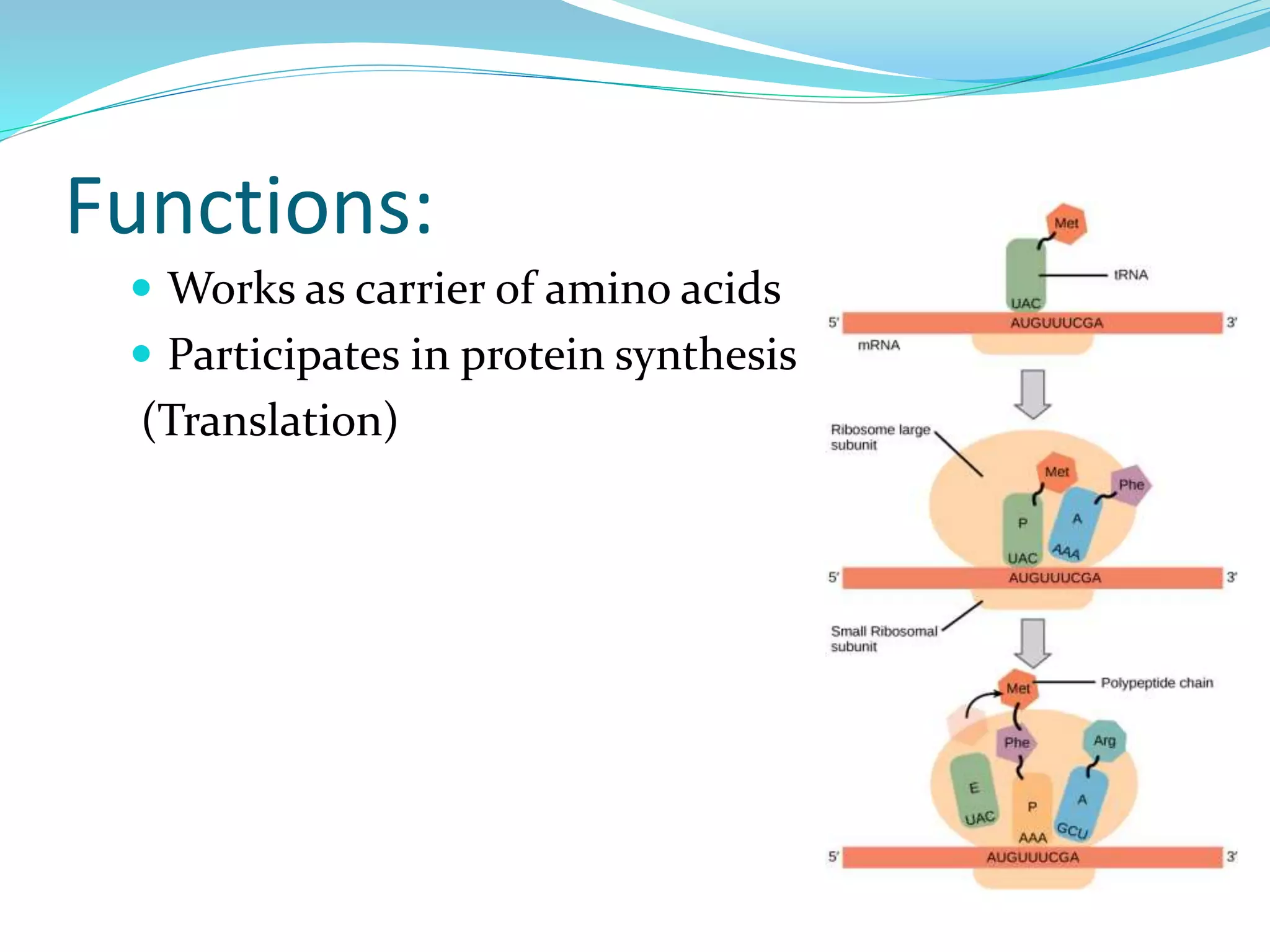  Works as carrier of amino acids
 Participates in protein synthesis
(Translation)
Functions:
 
