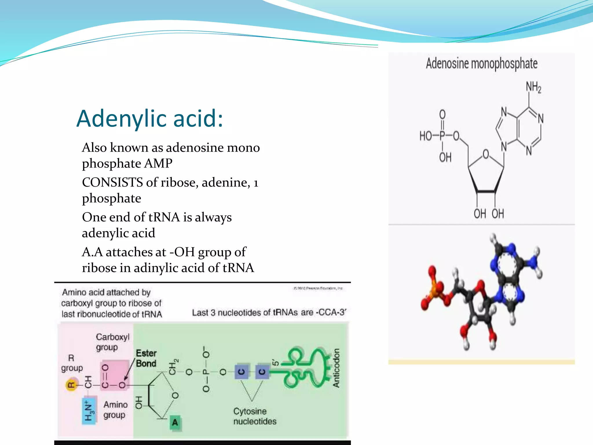 Also known as adenosine mono
phosphate AMP
CONSISTS of ribose, adenine, 1
phosphate
One end of tRNA is always
adenylic acid
A.A attaches at -OH group of
ribose in adinylic acid of tRNA
Adenylic acid:
 