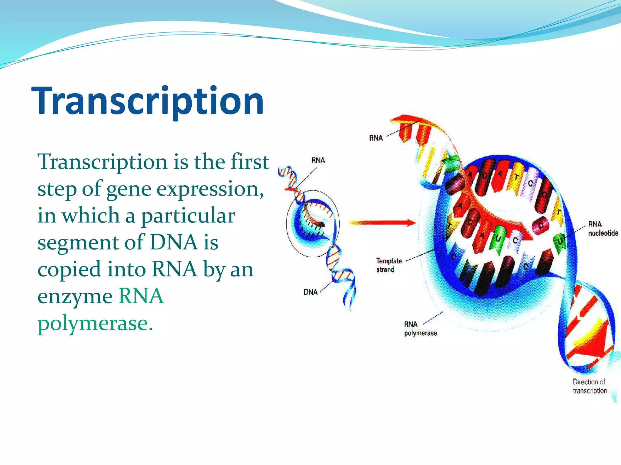 Transcription
Transcription is the first
step of gene expression,
in which a particular
segment of DNA is
copied into RNA by an
enzyme RNA
polymerase.
 